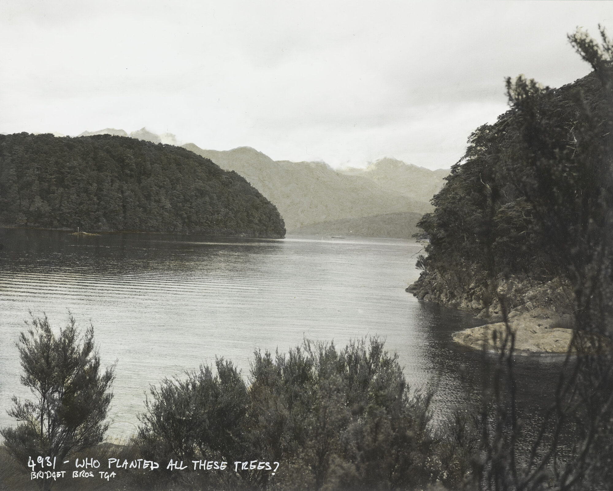 4931 Who planted all the trees?