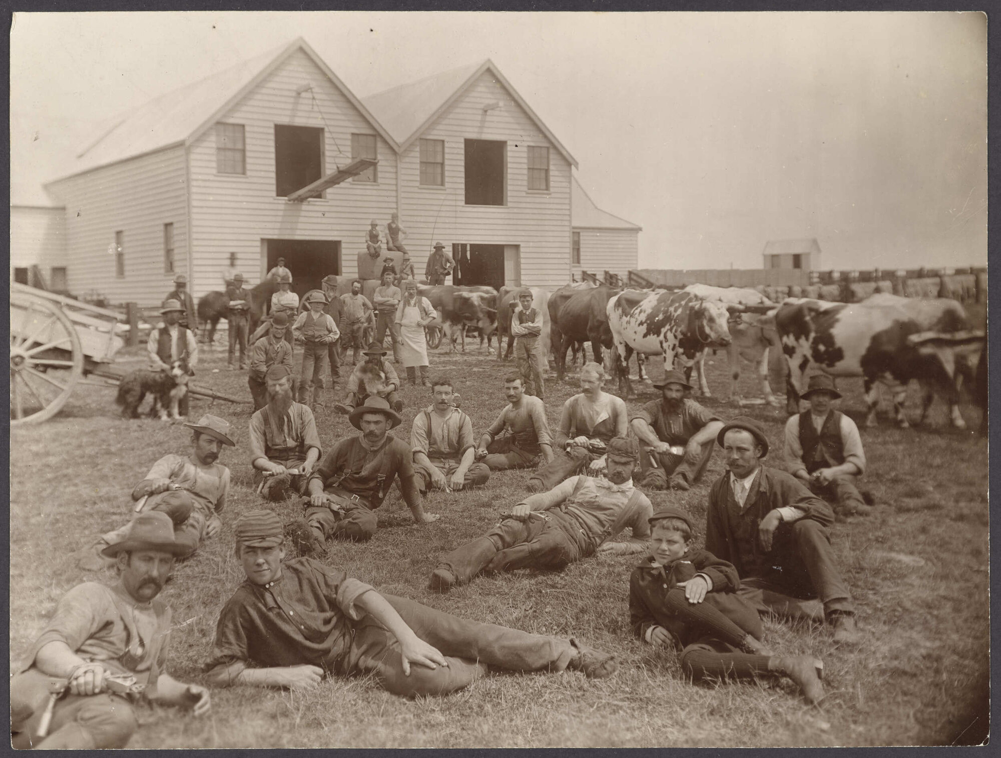 Shearing gang at Greenfield Estate, South Otago