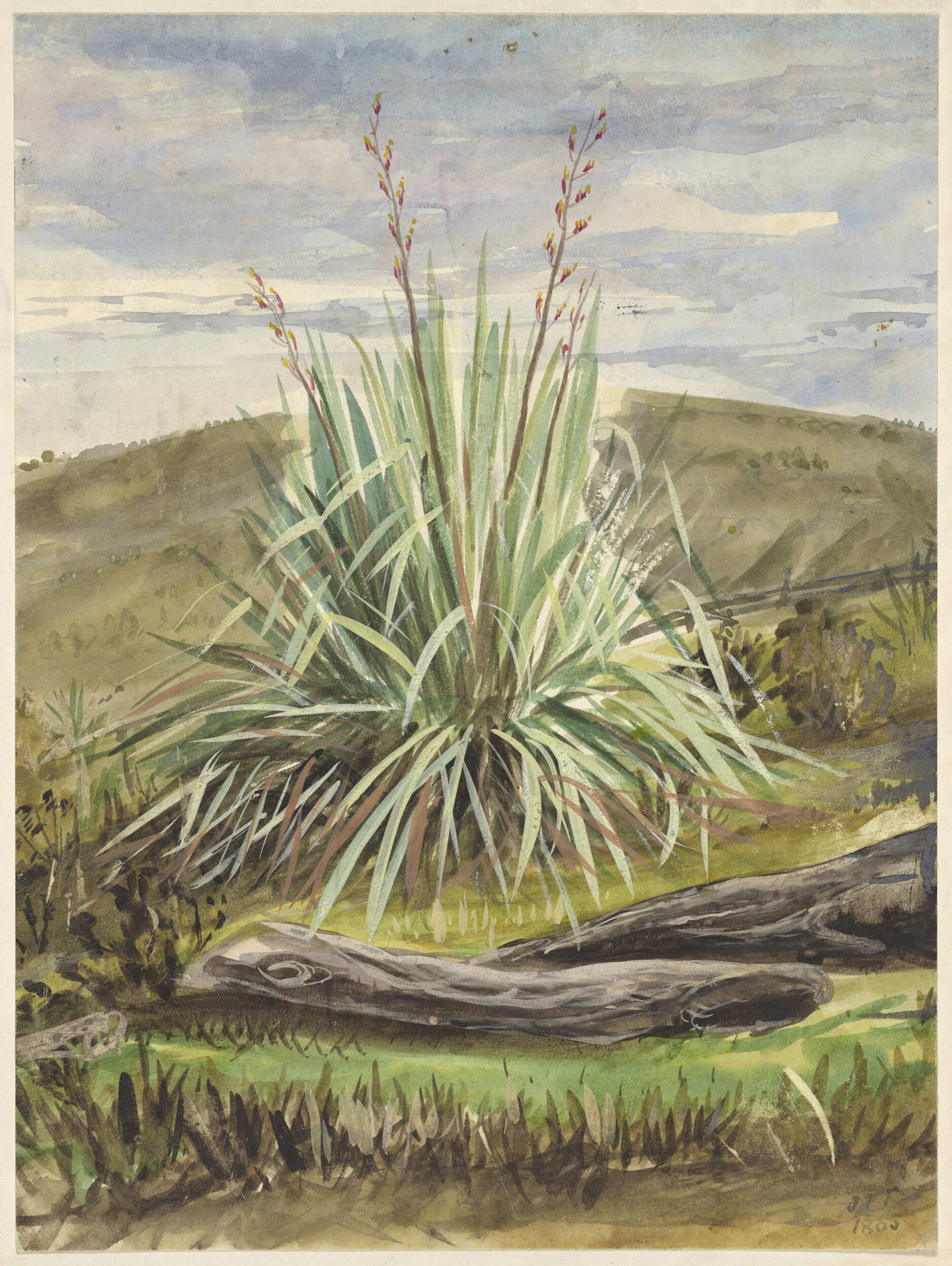 Flax bush, Rockyside, Otago