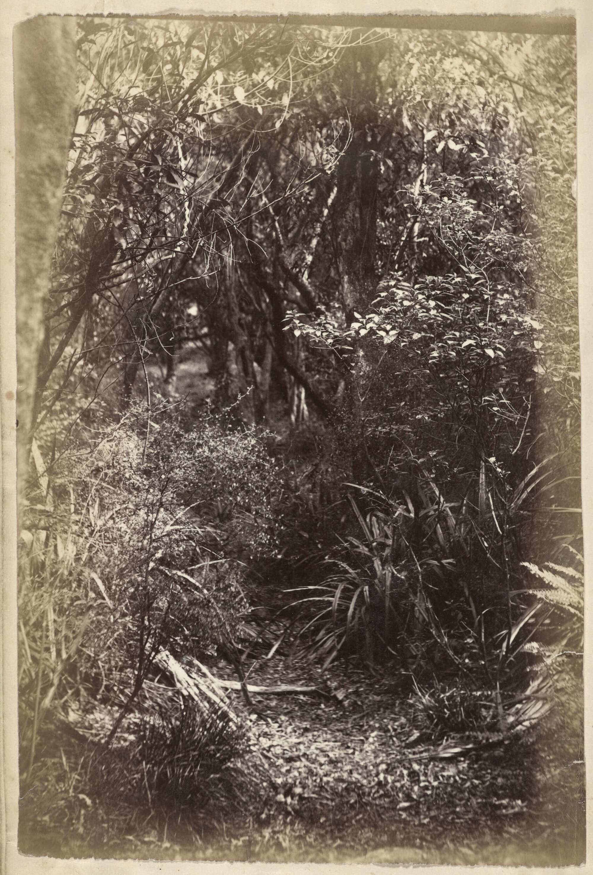 The Path through the Bush