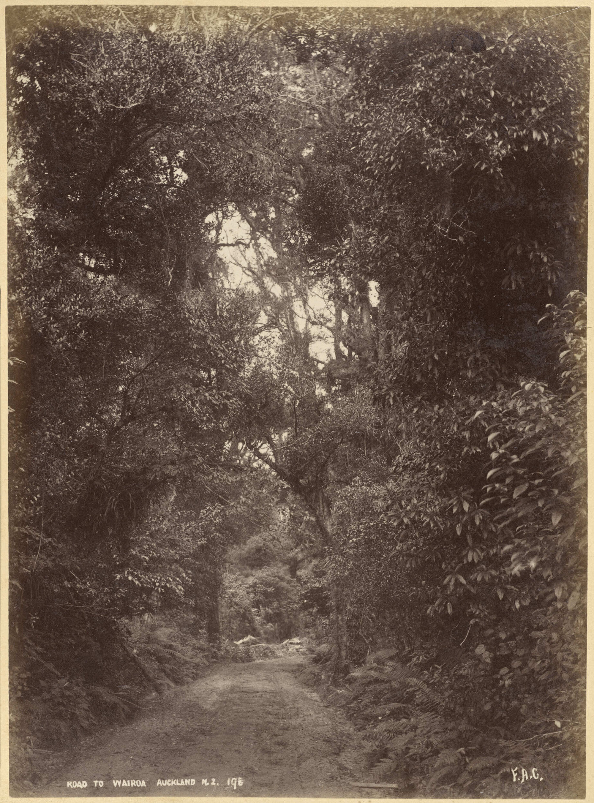 Road to Wairoa, Auckland N.Z.