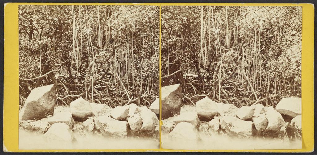 View in Ancient Ruins, near Metaleine Harbour, Bornabie [Pohnpei], Caroline Group