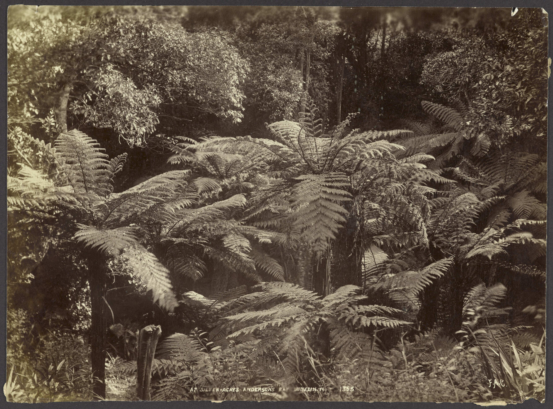 At 'Silveracres', Andersons Bay, Dunedin N.Z.