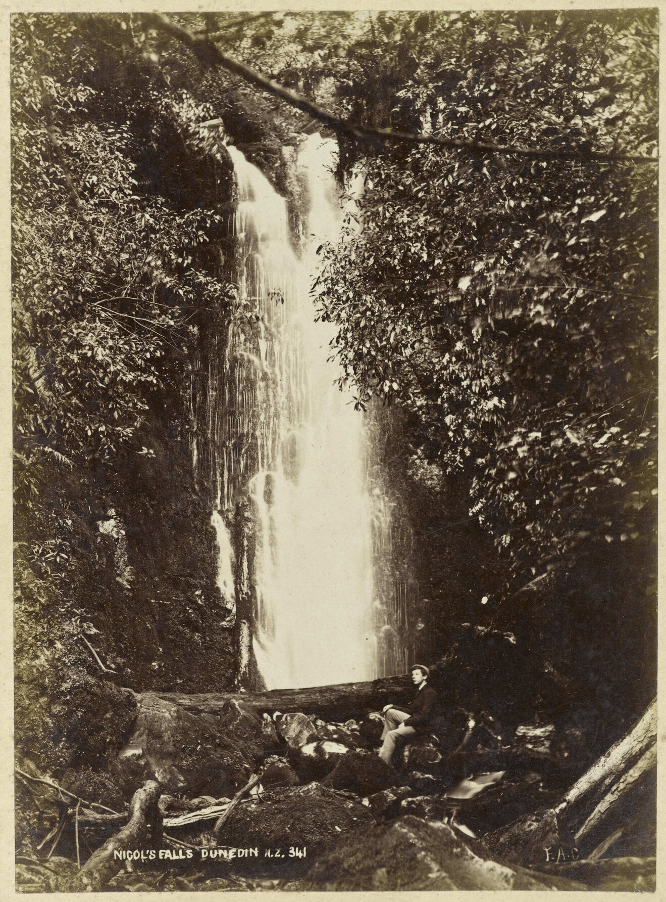 Nicol's [Nichol's] Falls, Dunedin