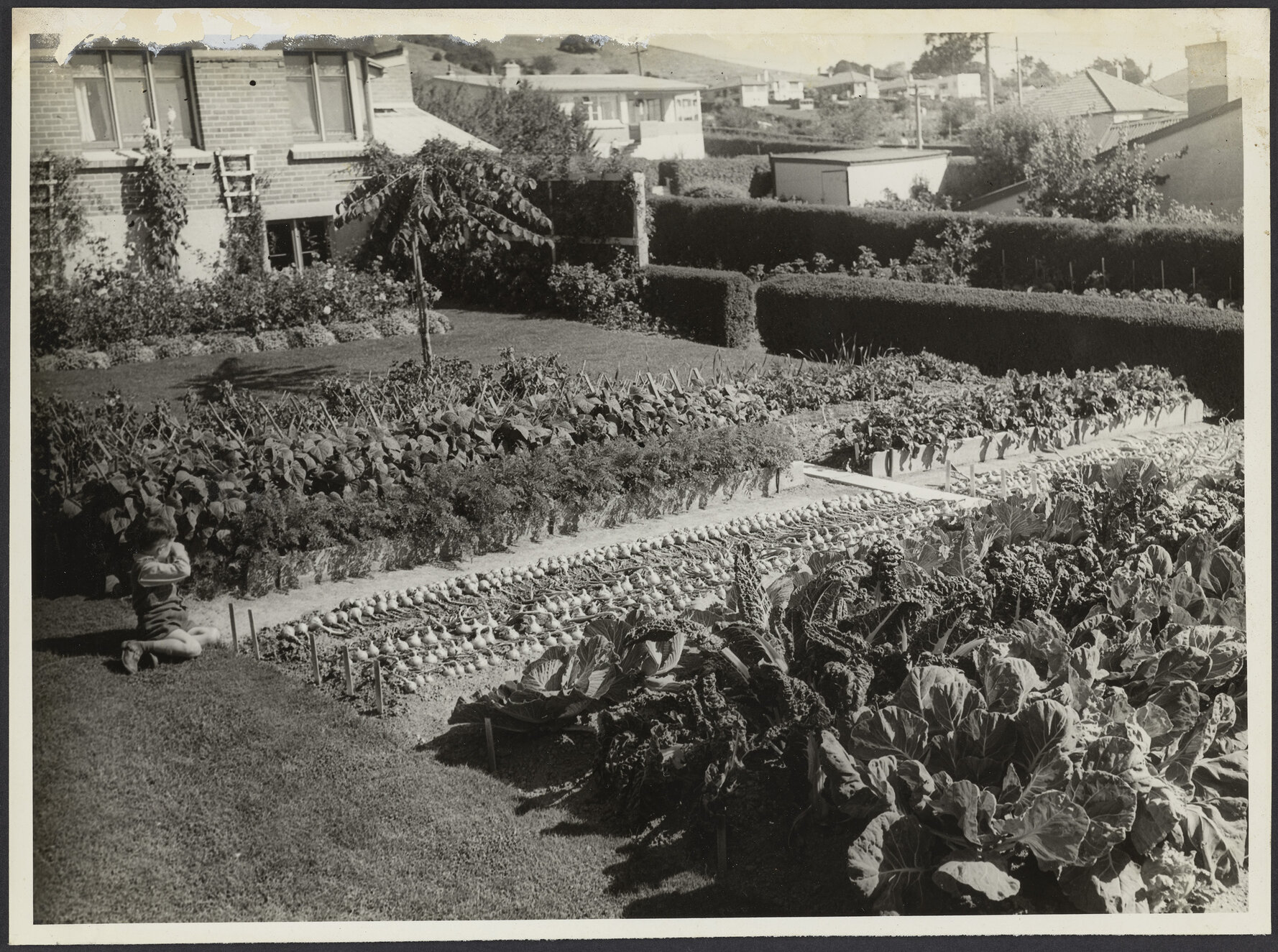 Garden of V.G. Percy, 1 Muir Street, Green Island