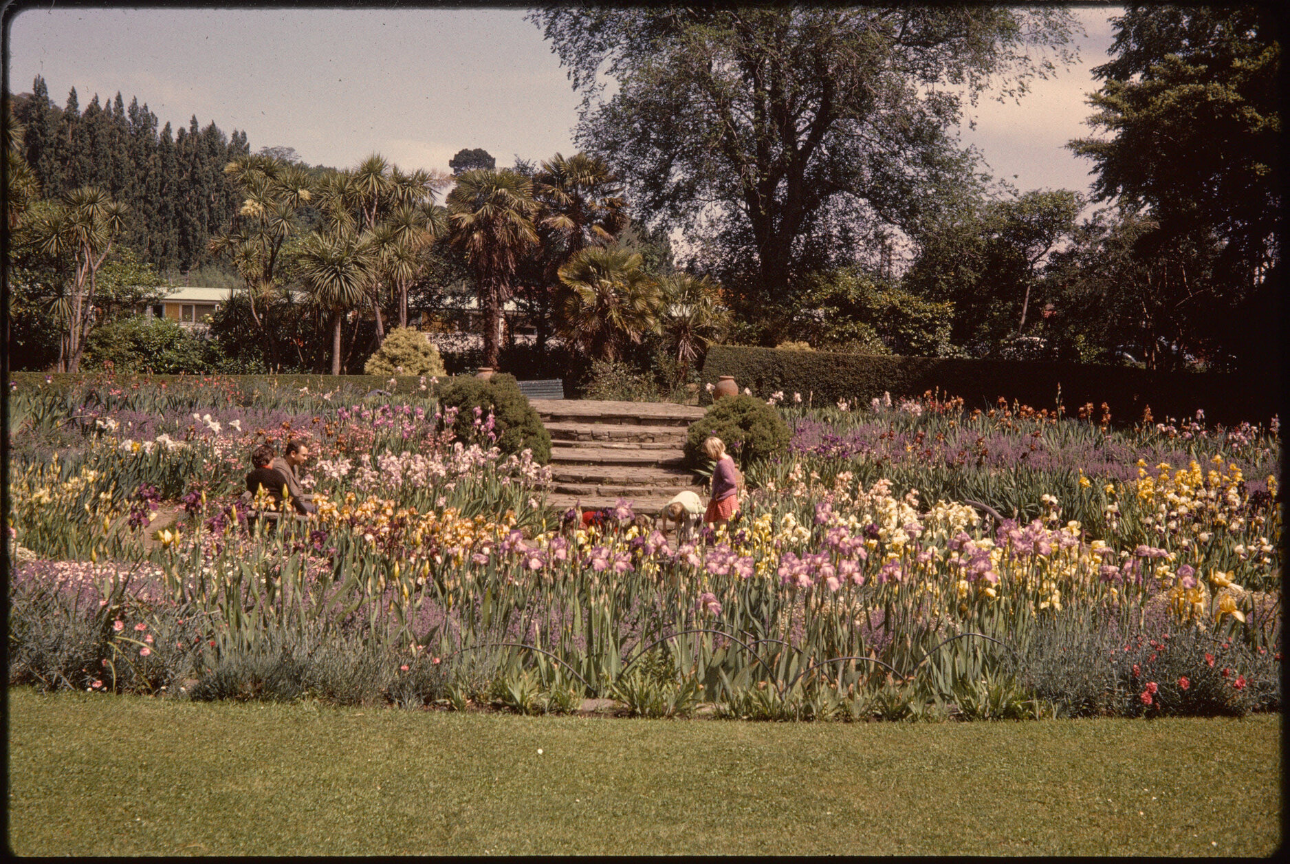 Iris garden