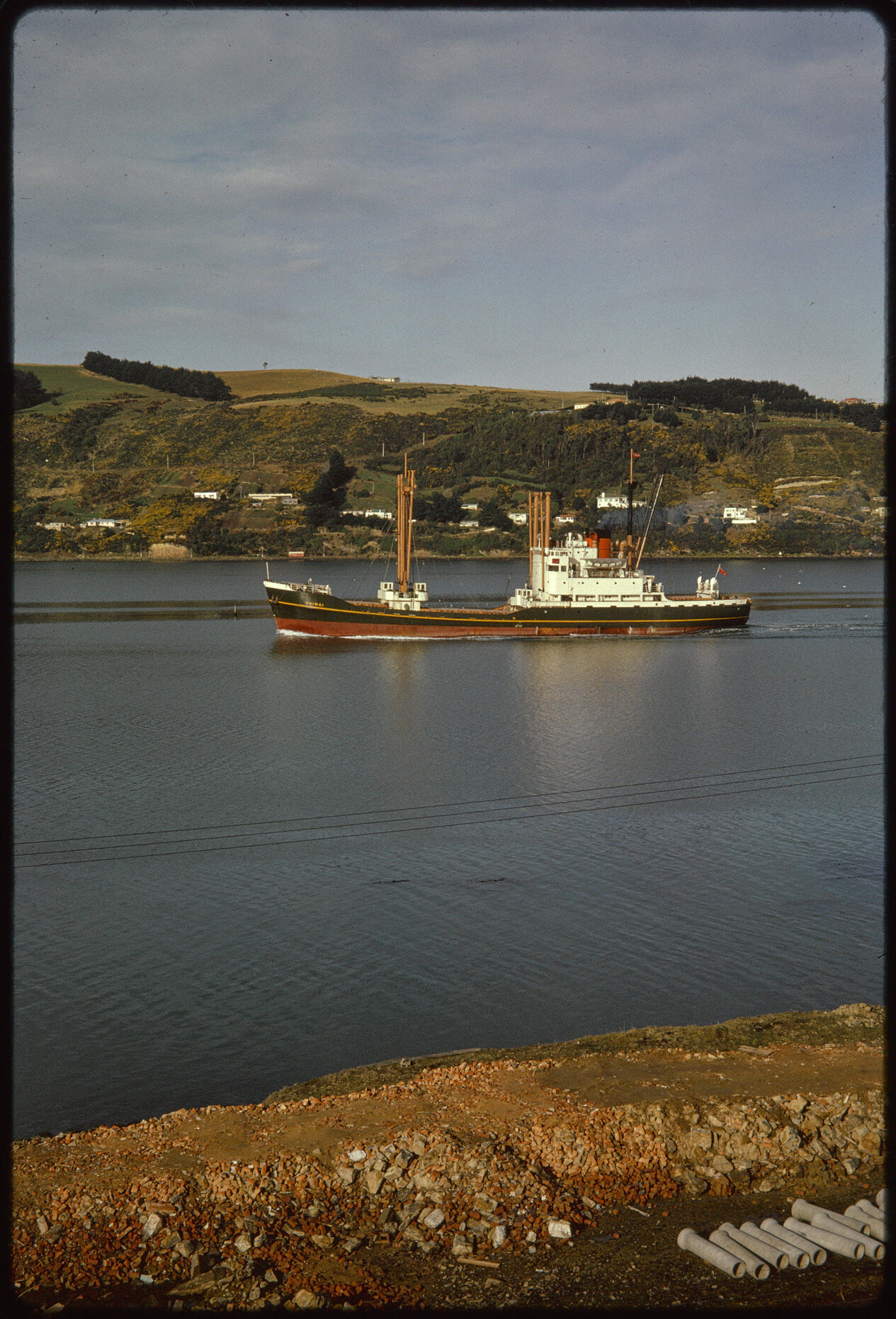 Kaimai in Otago Harbour