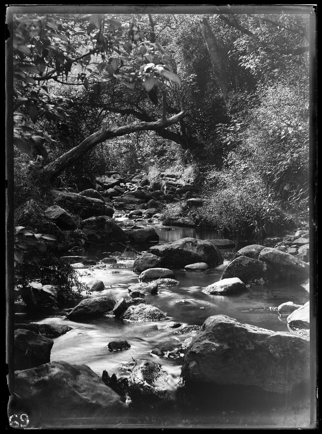 Stream in bush