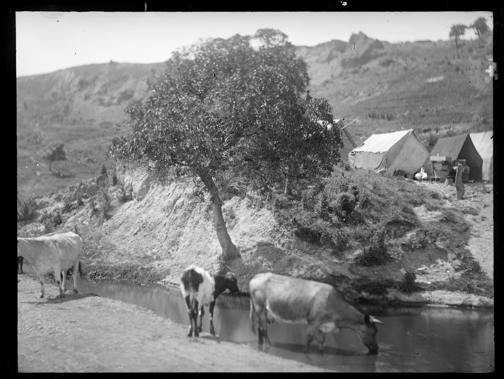 Pastoral scene