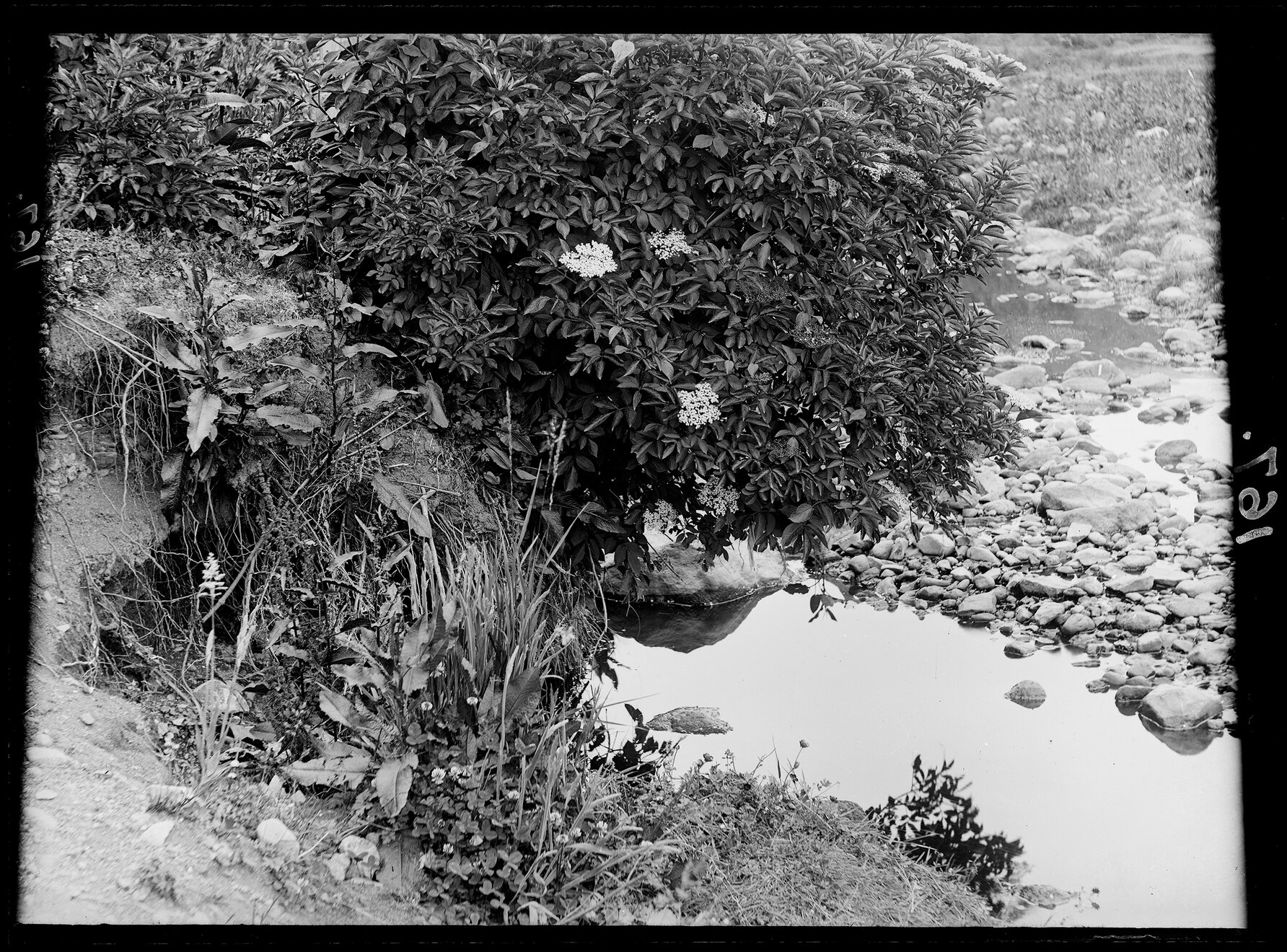River bank with elderberry in flower
