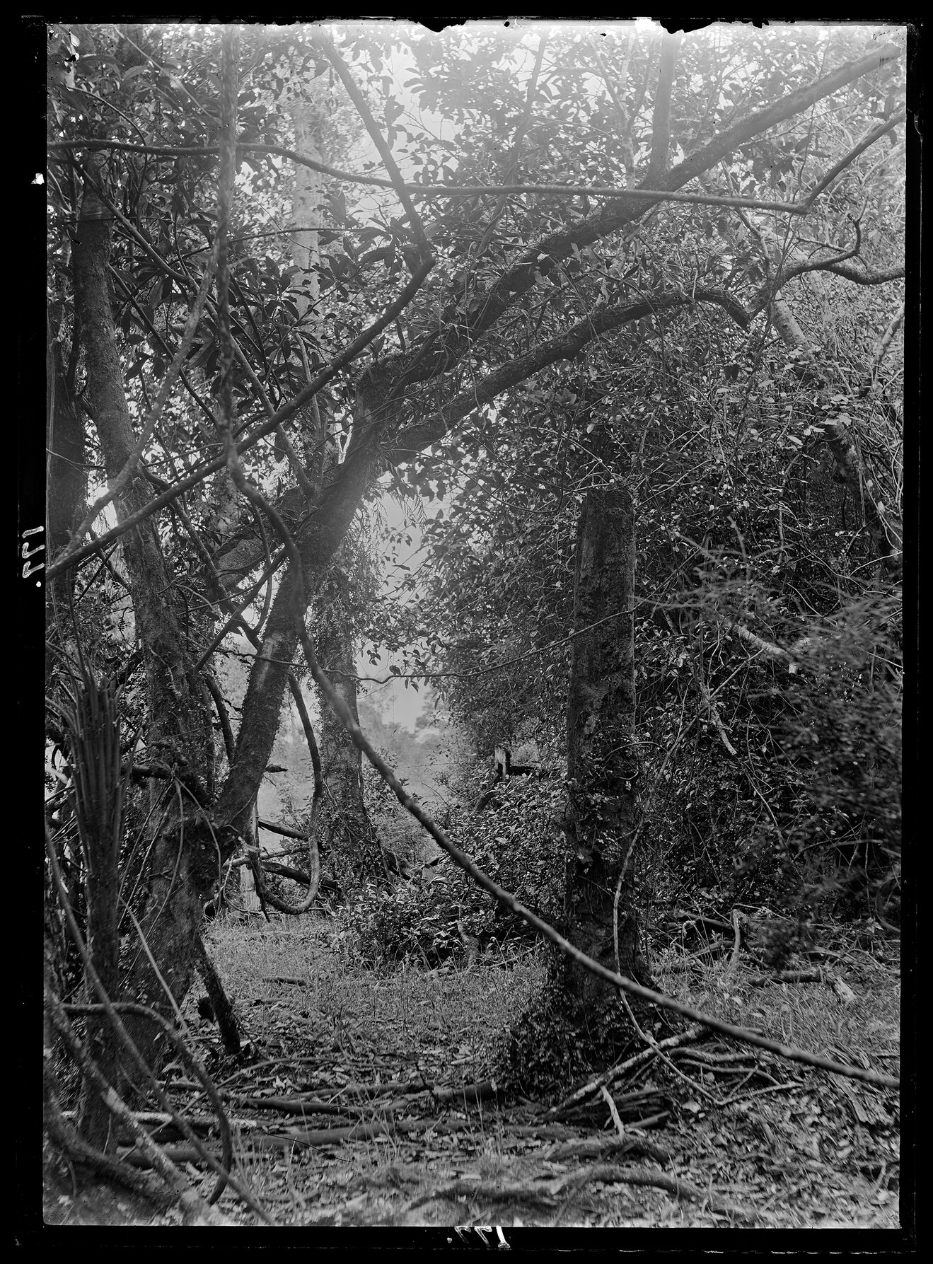 Study of bush