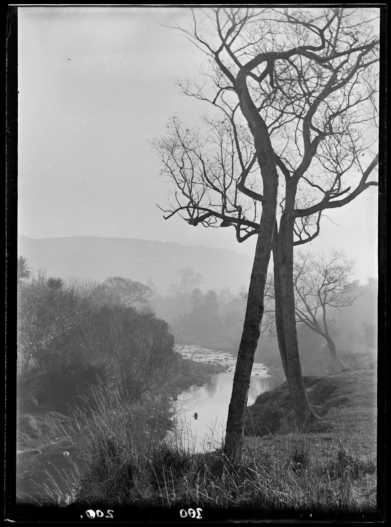 Trees beside river