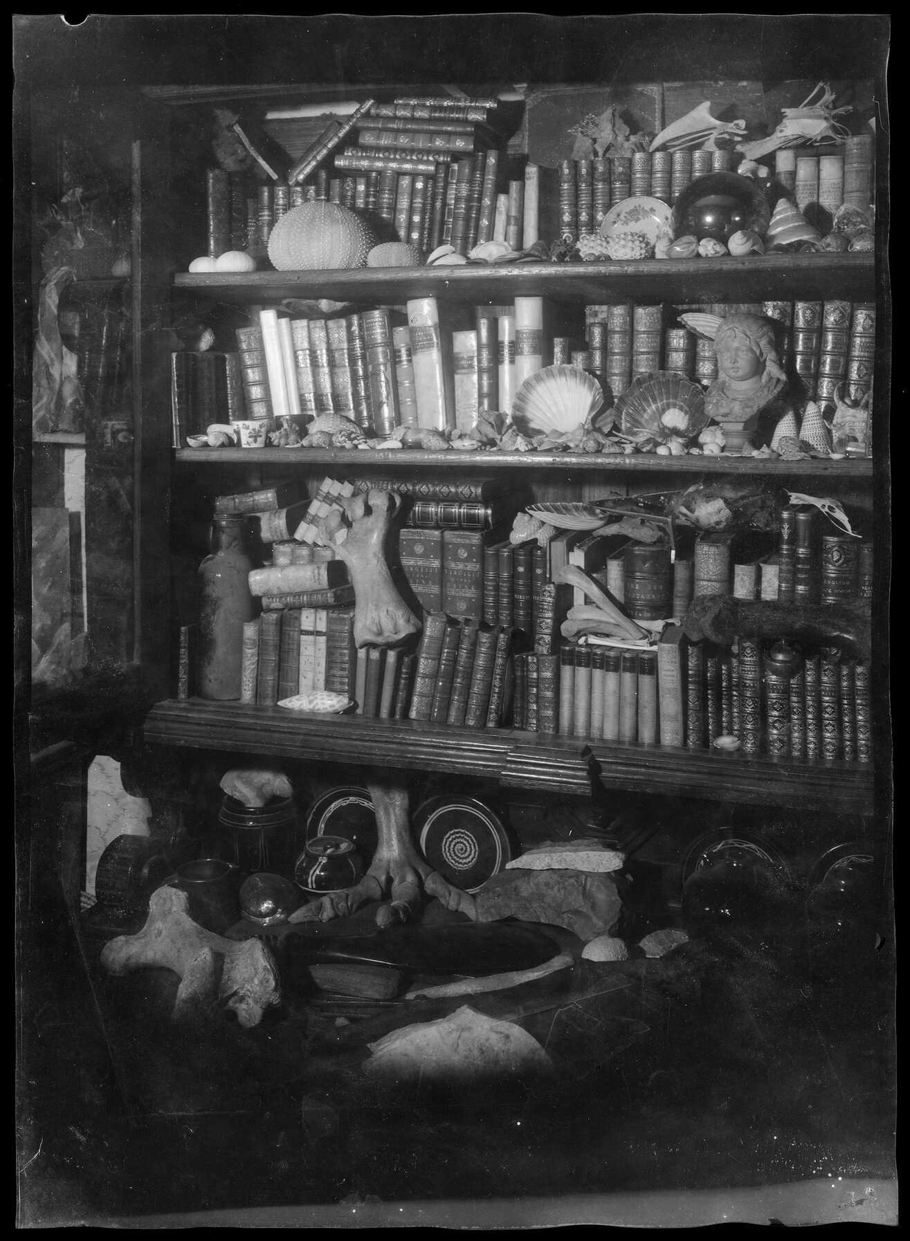 Collector's bookshelves