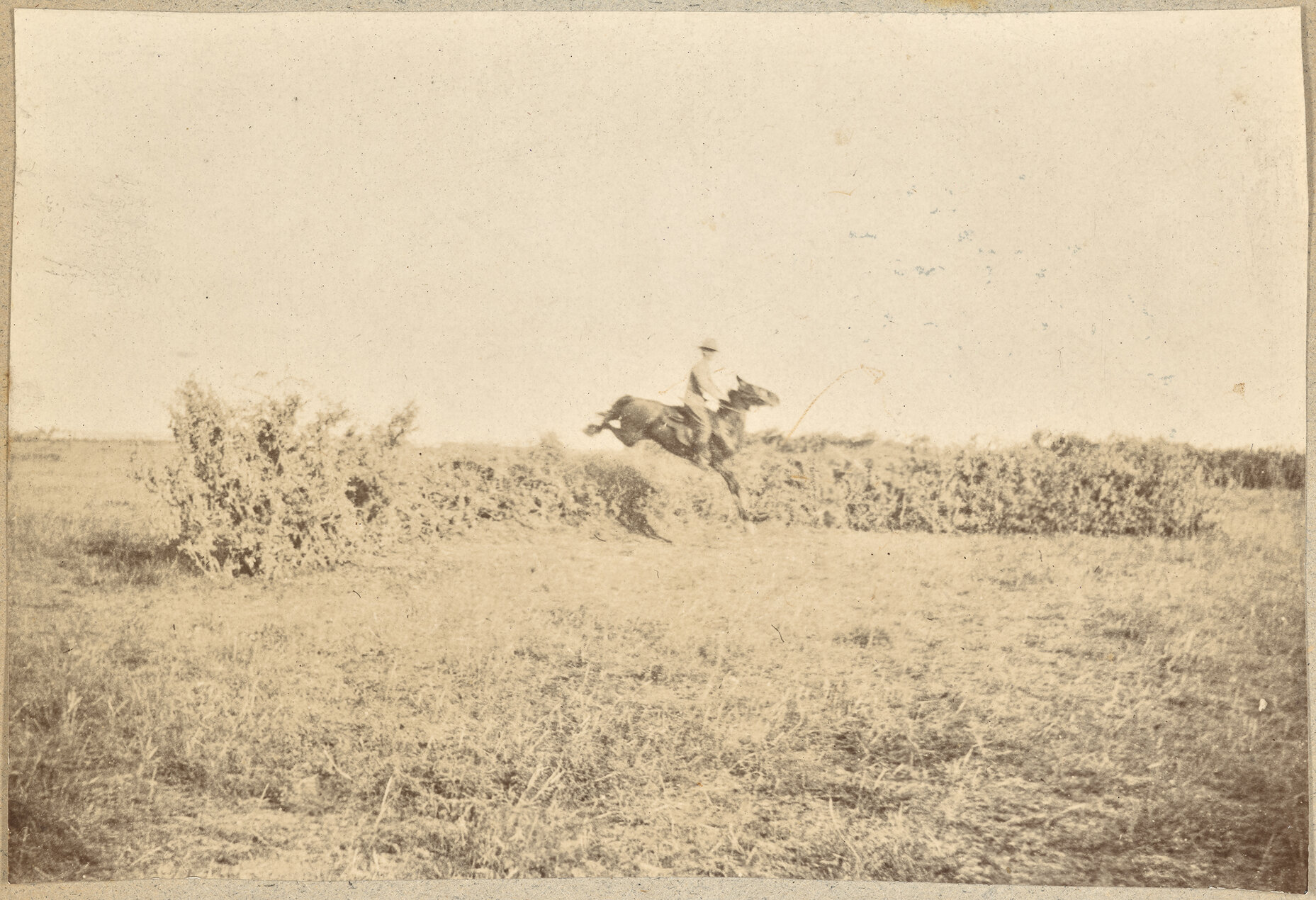 Texas pony Jack, fastest horse in no 2 Rhodesian Battery