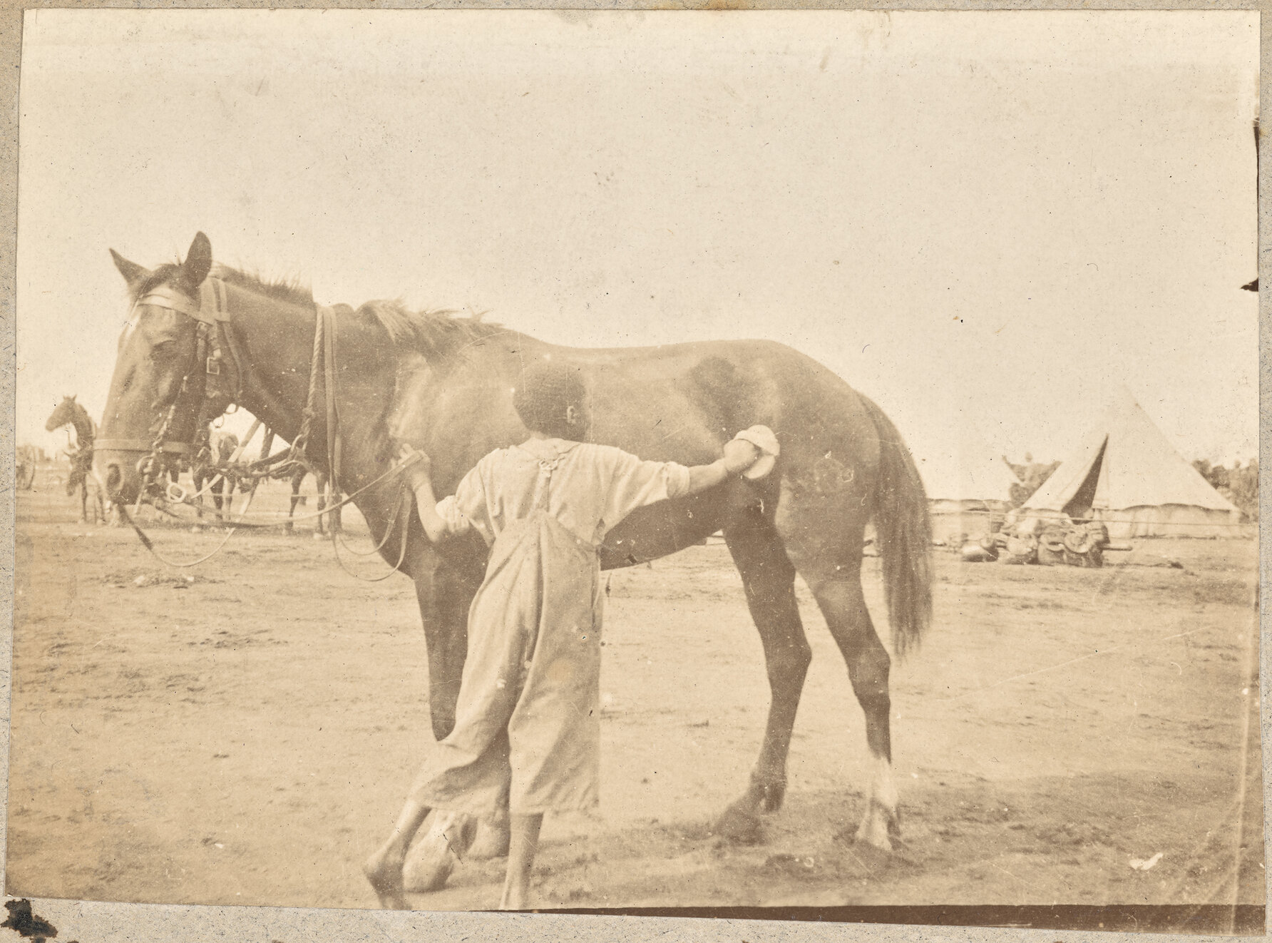 Texas pony Jack and Barolong boy