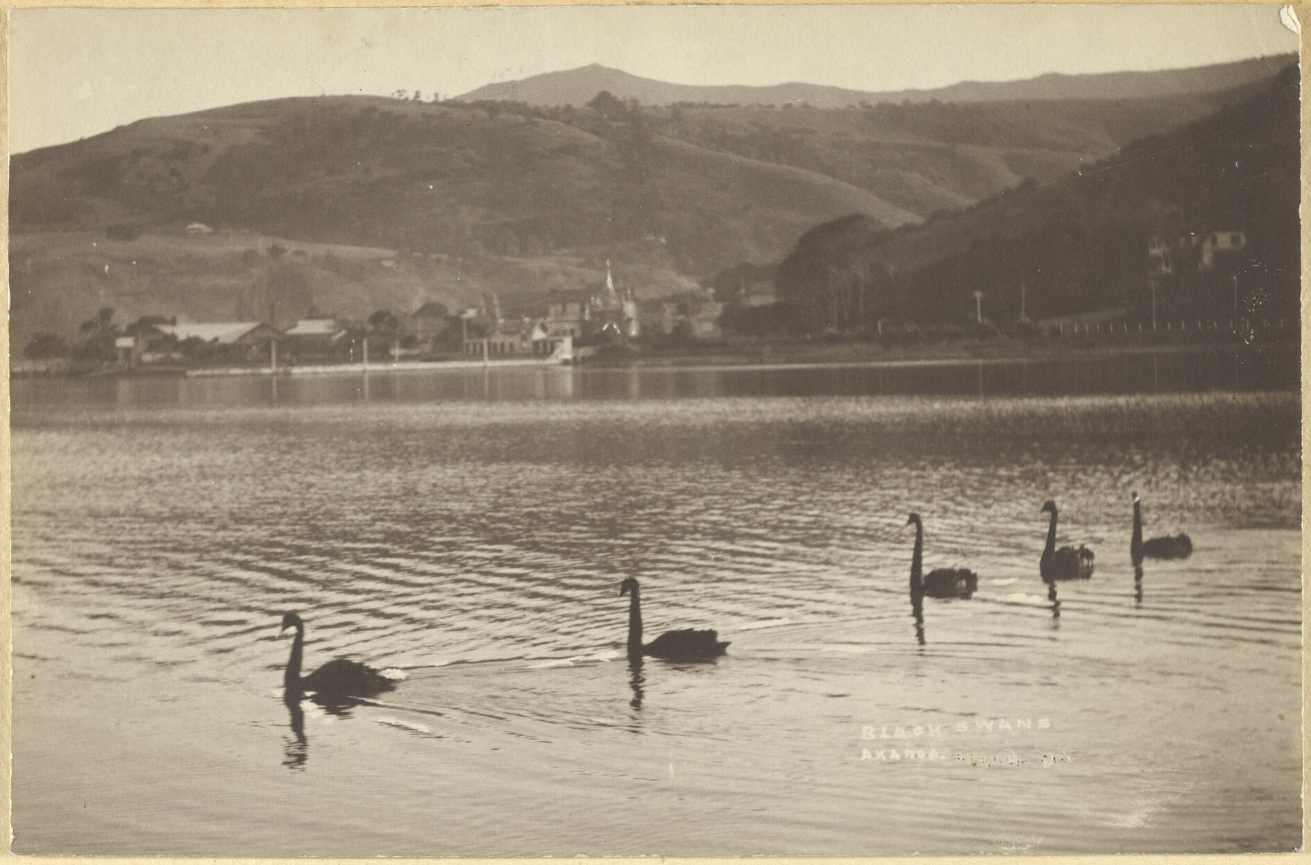 Black swans, Akaroa