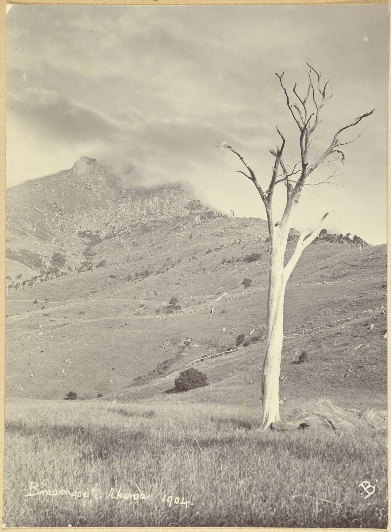 Brasenose, Akaroa