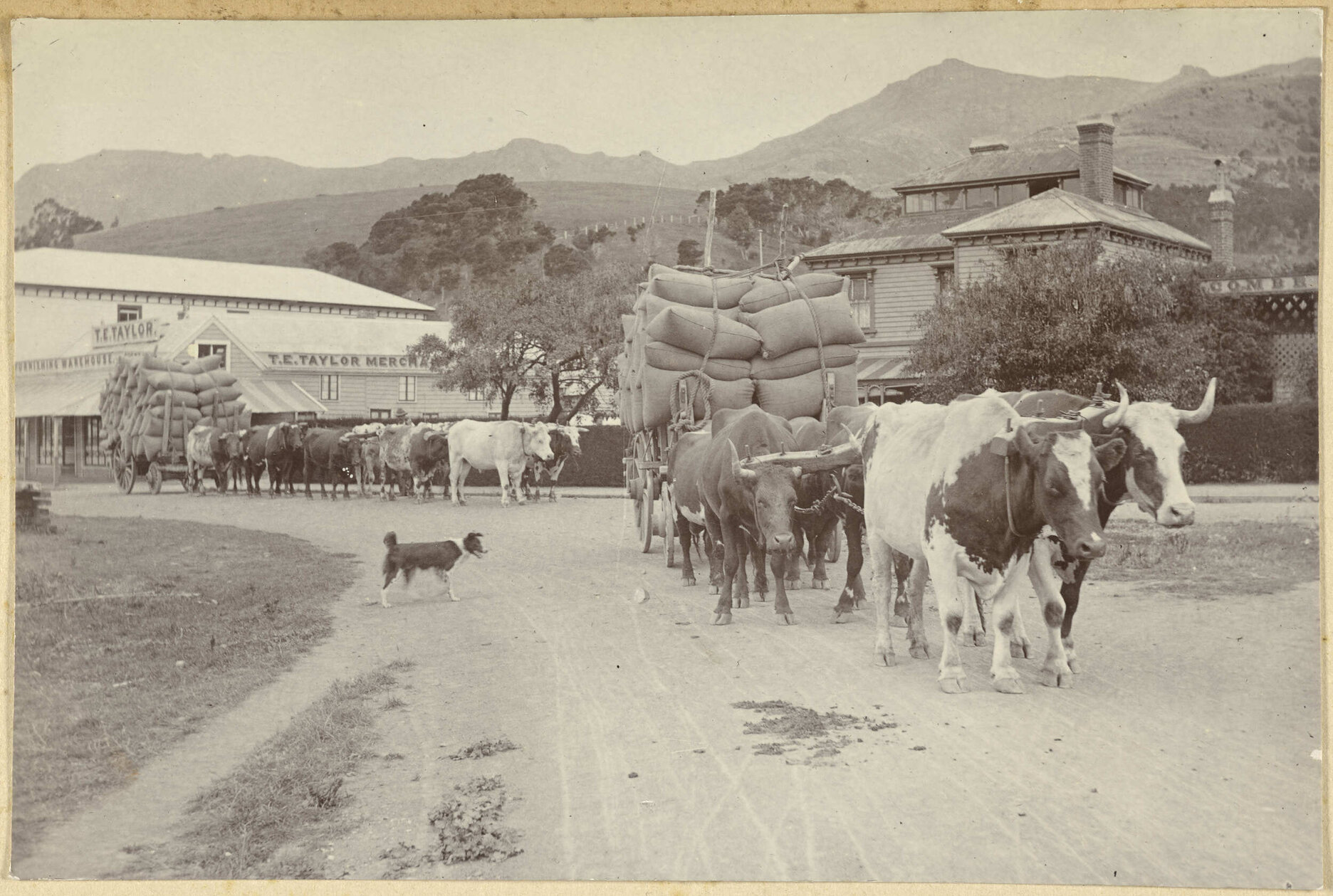 Bullock wagons, Akaroa