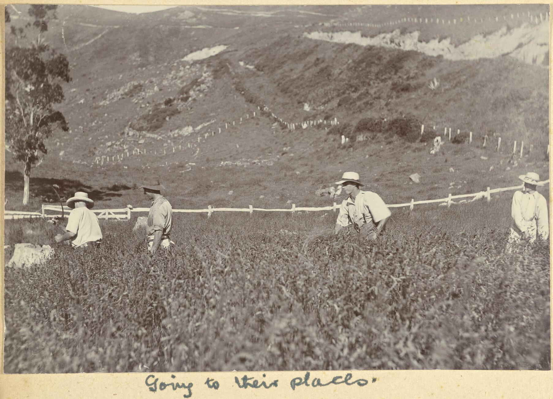 One of a series of images documenting the harvesting of cocksfoot grass on Banks Peninsula.