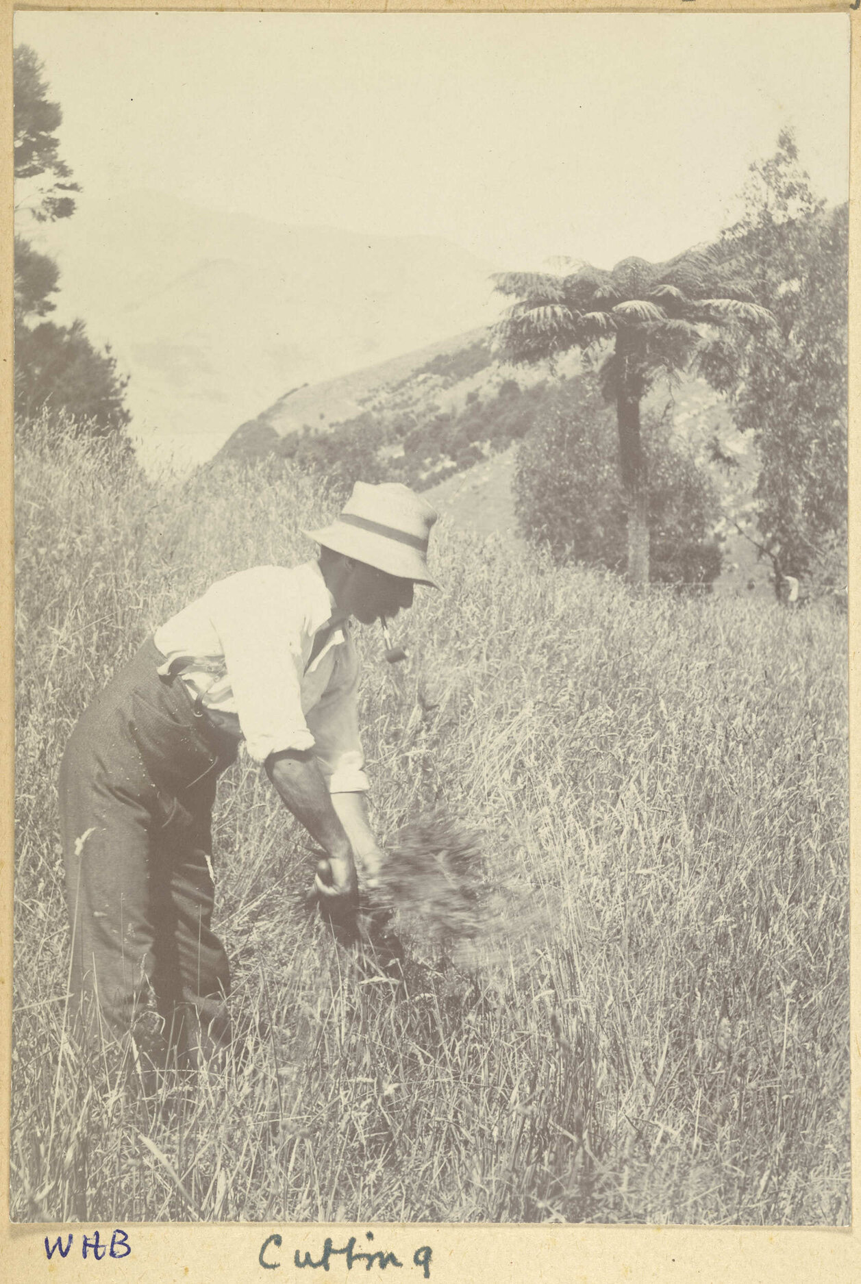 Cutting cocksfoot