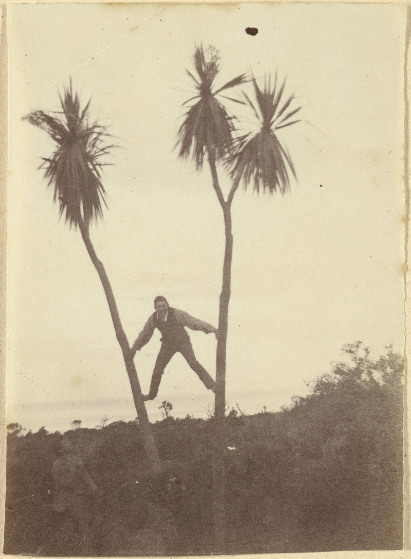 Young man climbing cabbage trees