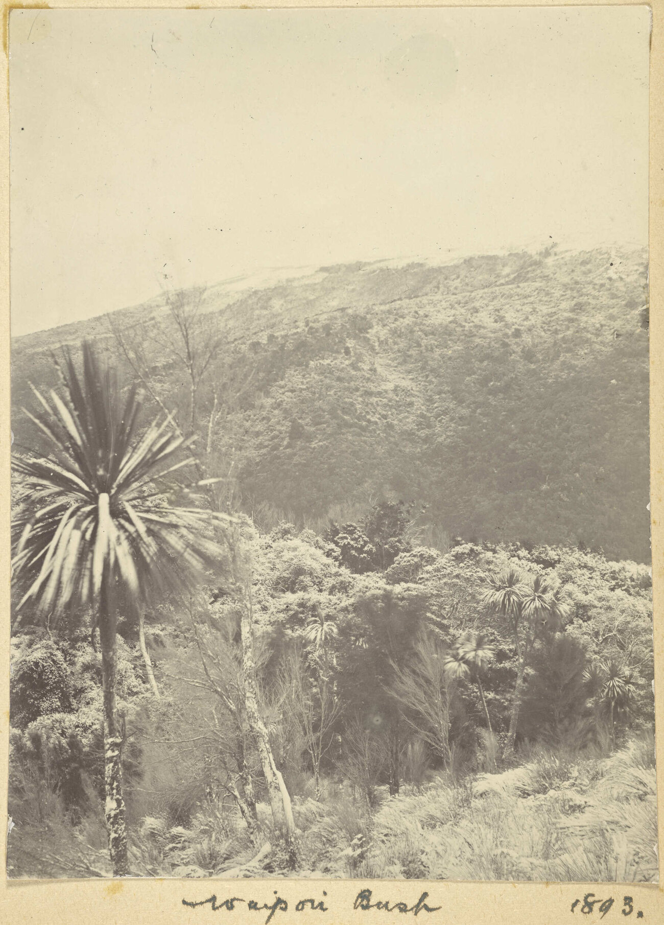 Waipori Bush
