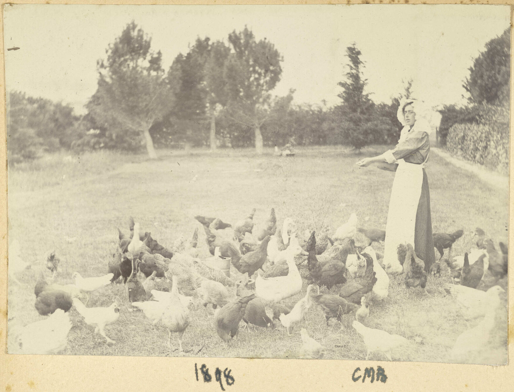 Feeding chickens
