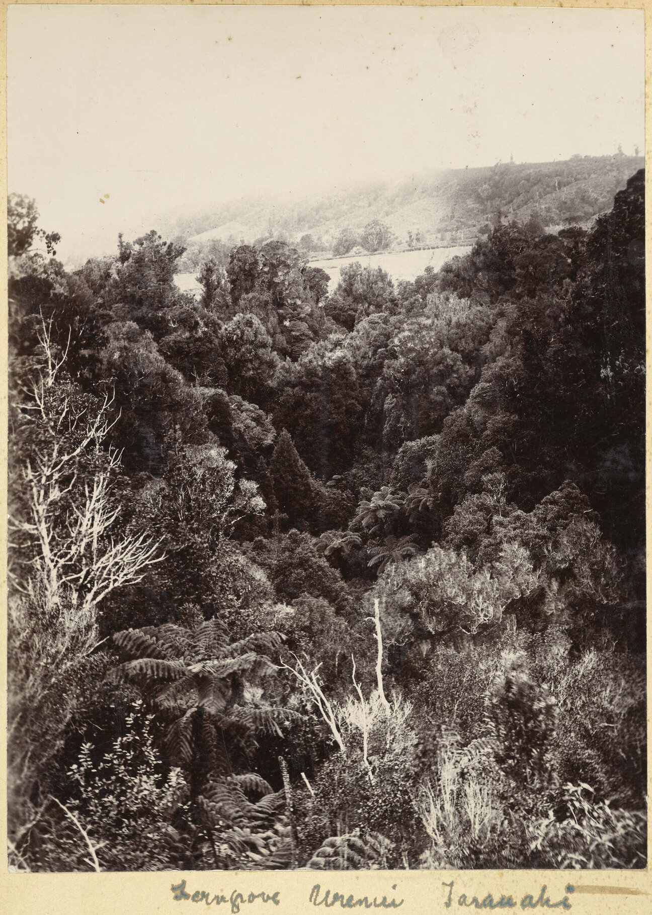 Ferngrove, Urenui, Taranaki