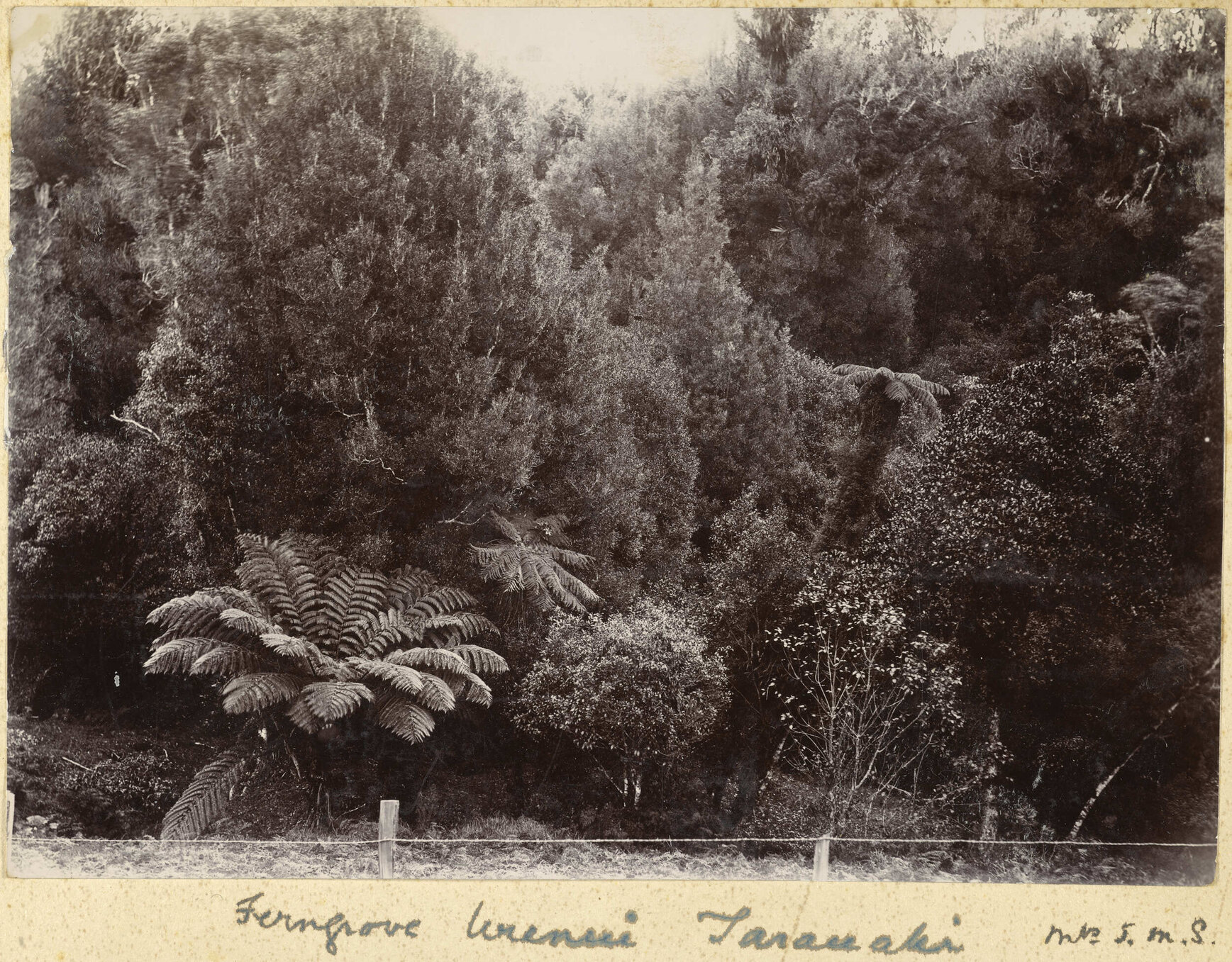 Ferngrove, Urenui, Taranaki