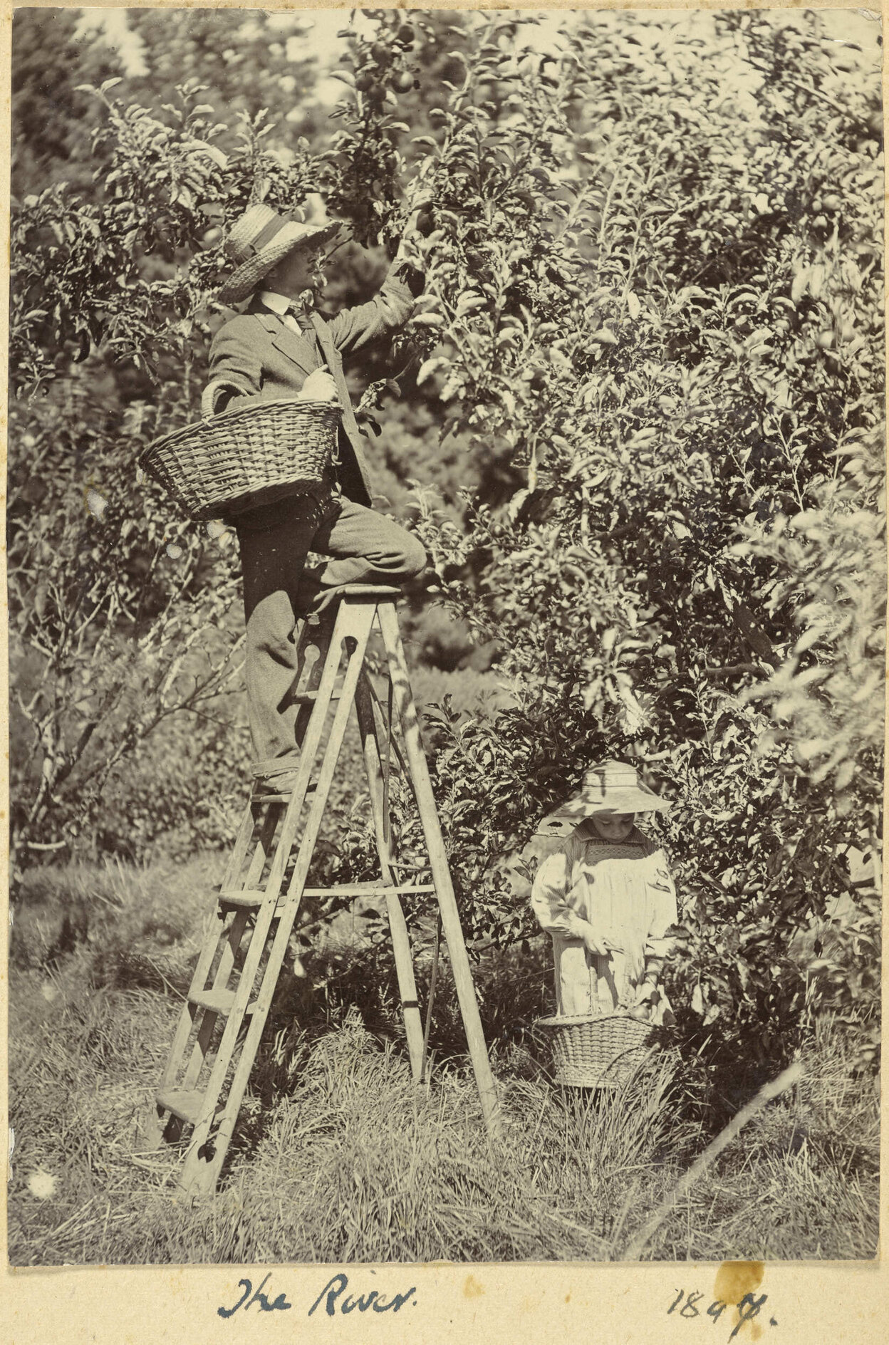 Picking apples