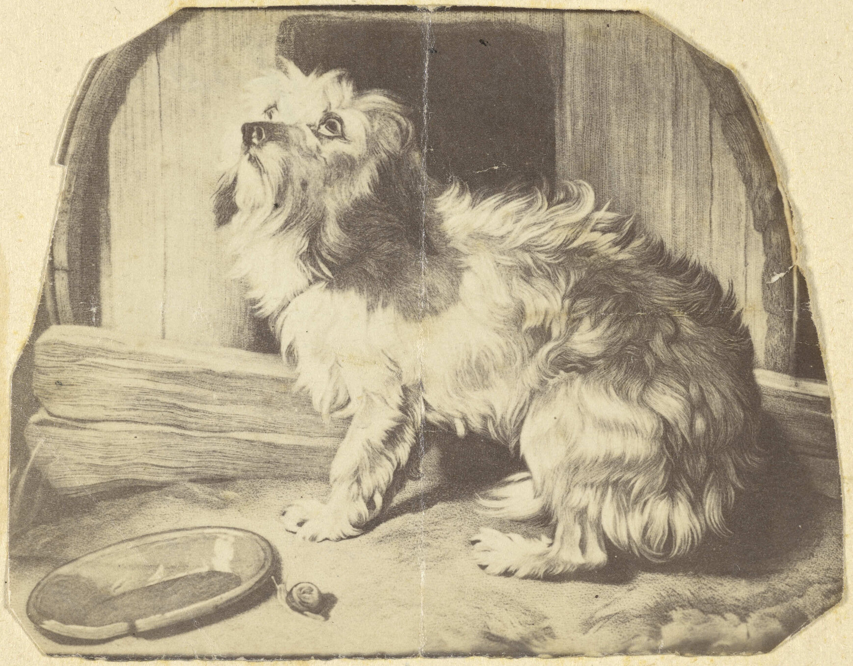 Dog and snail