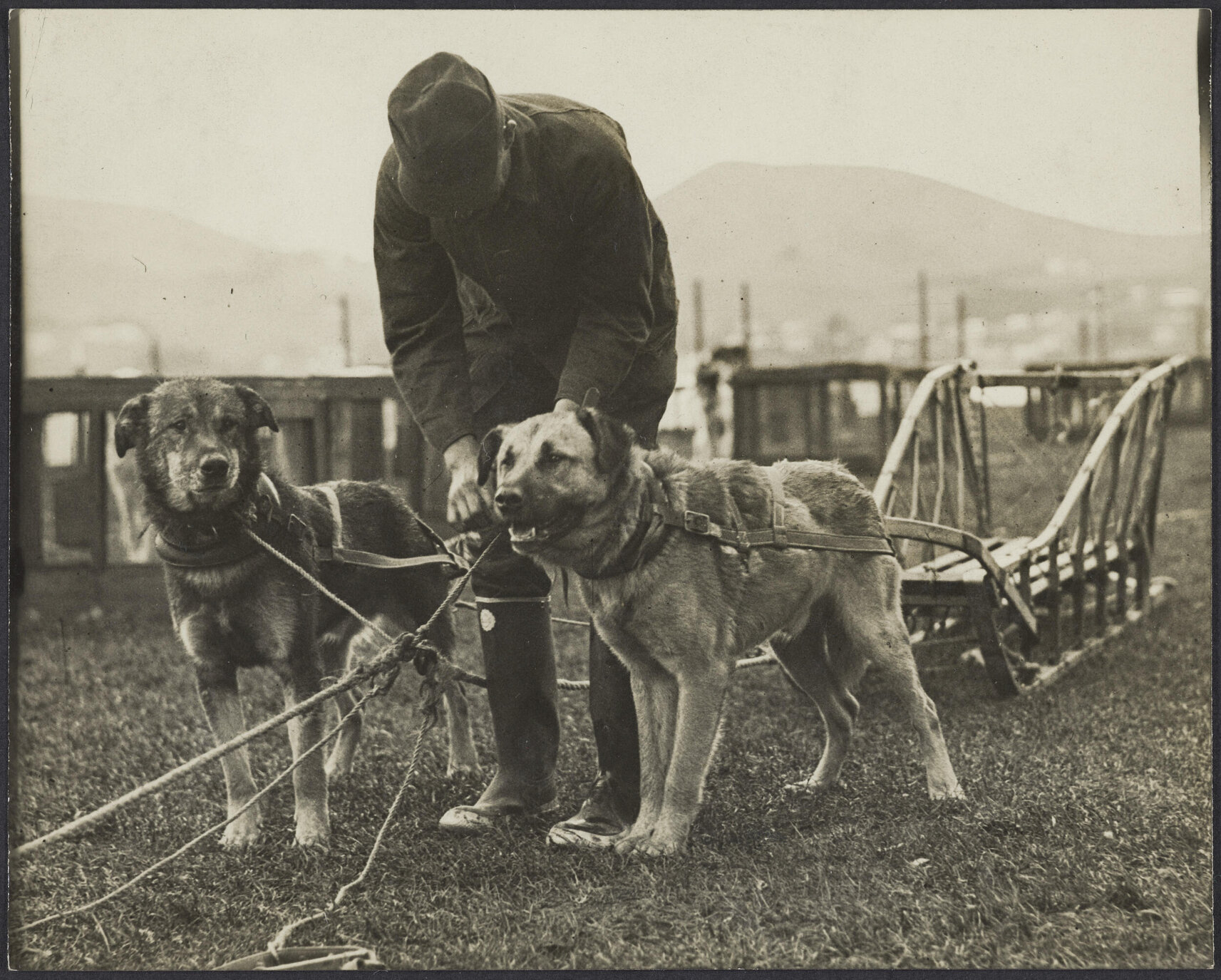 Man with dogs and sled