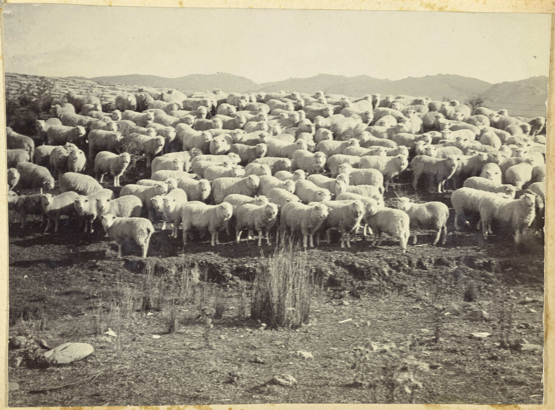 Flock of sheep