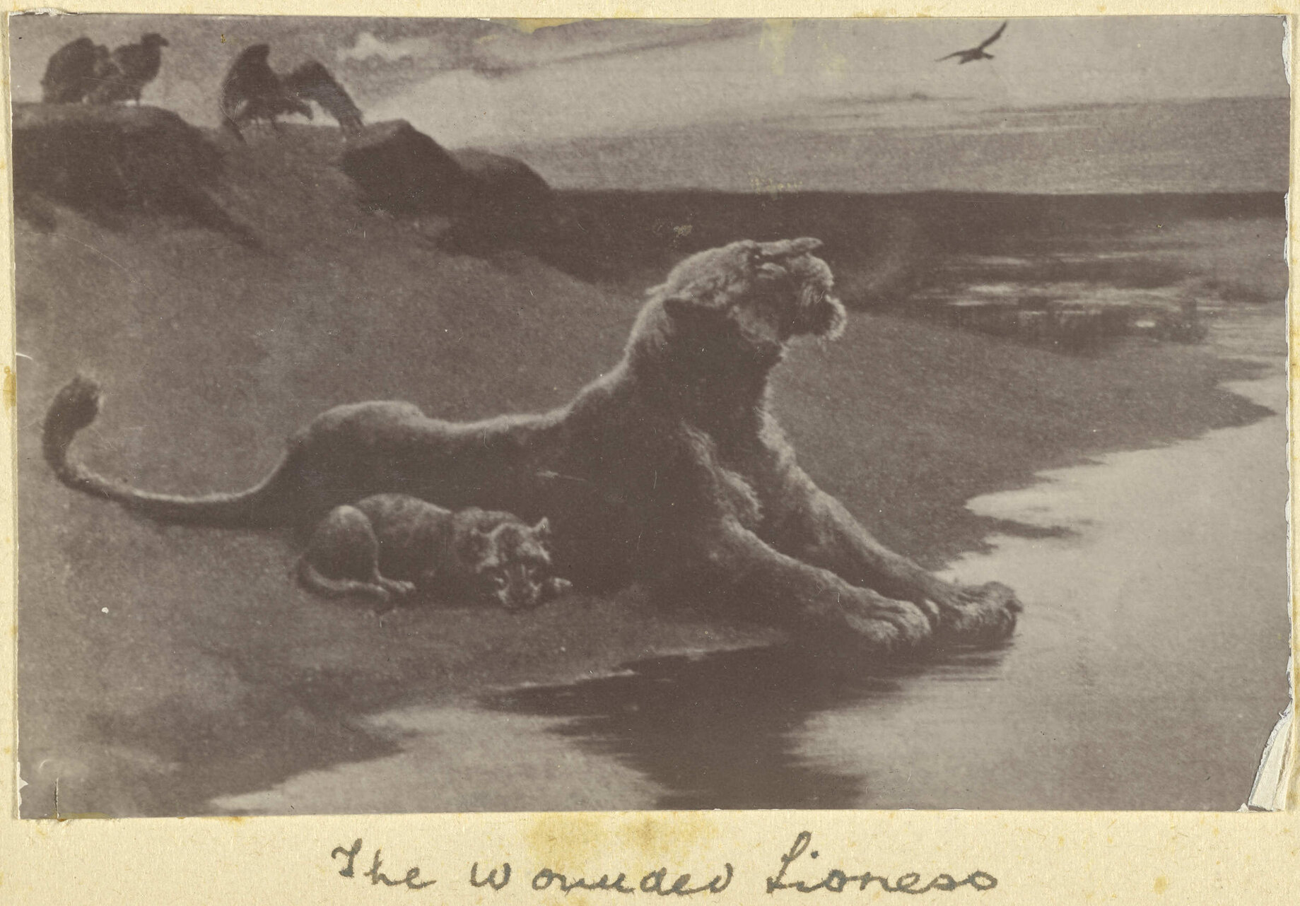 The Wounded Lioness