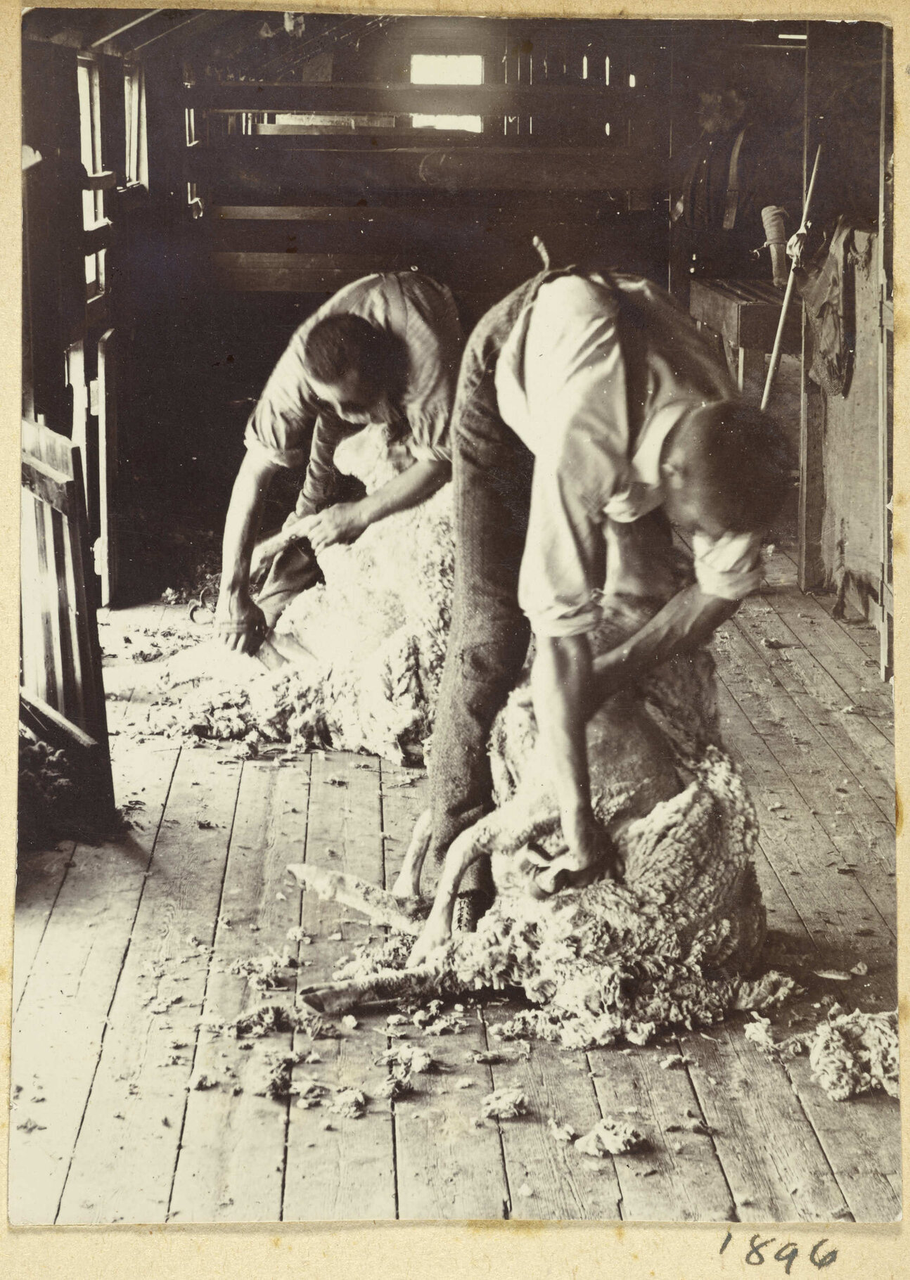 Shearing sheep