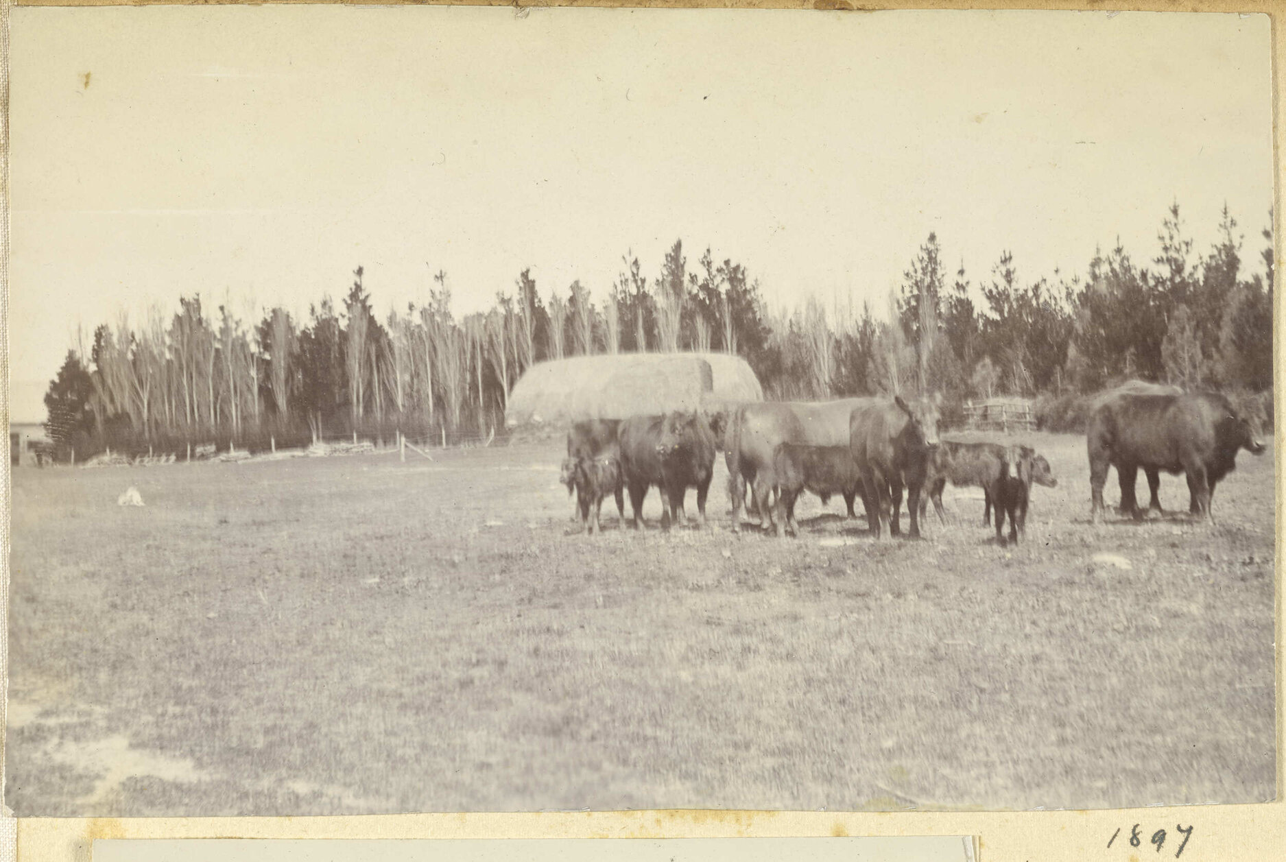 Cattle