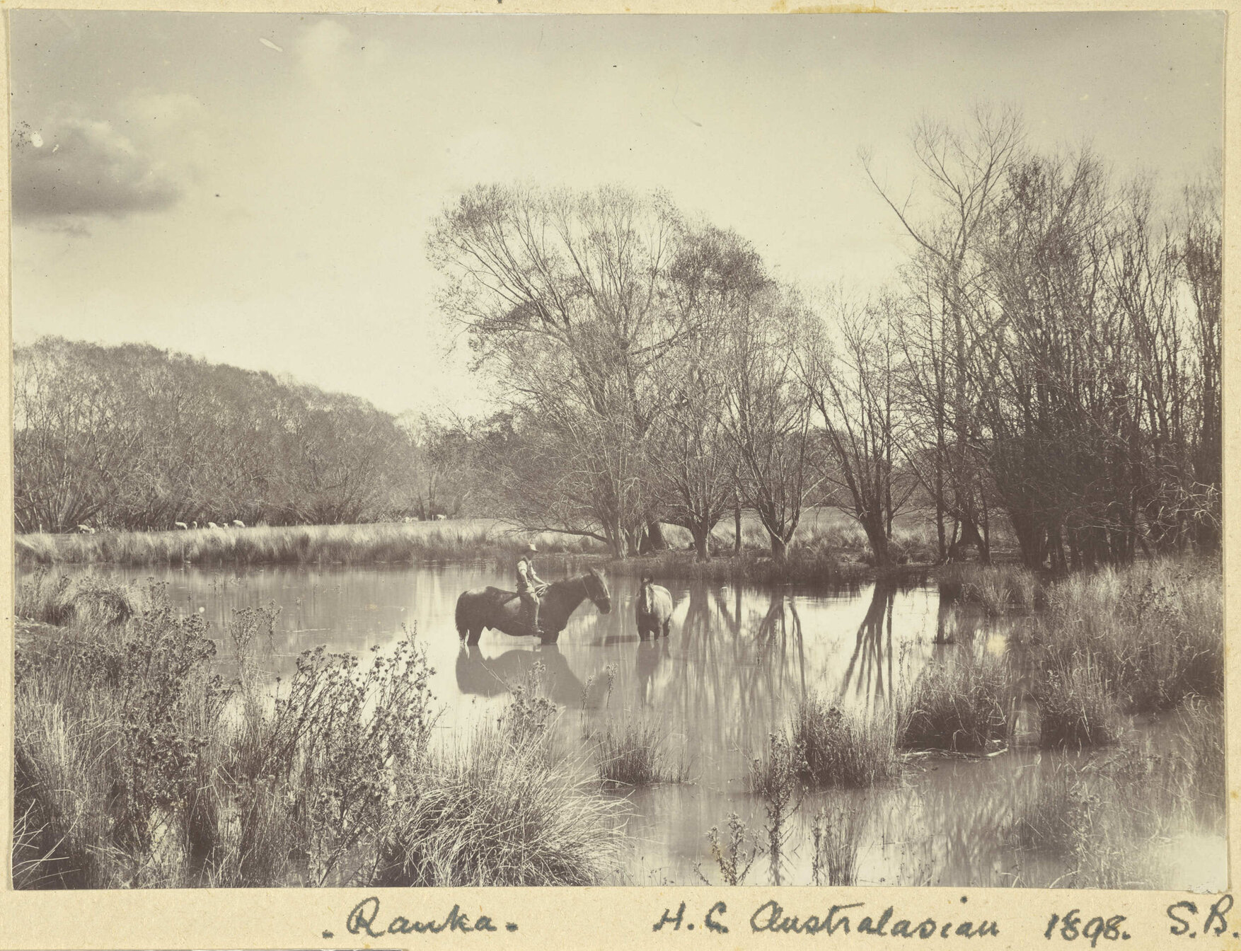 Raukapuka