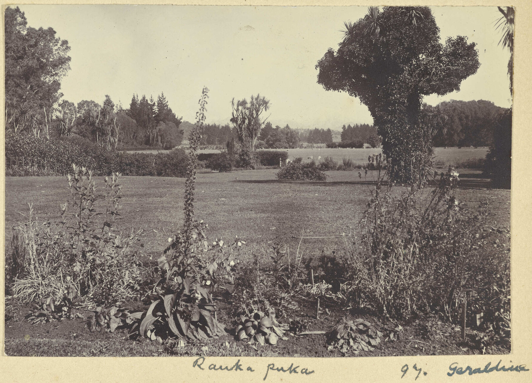 Raukapuka, Geraldine
