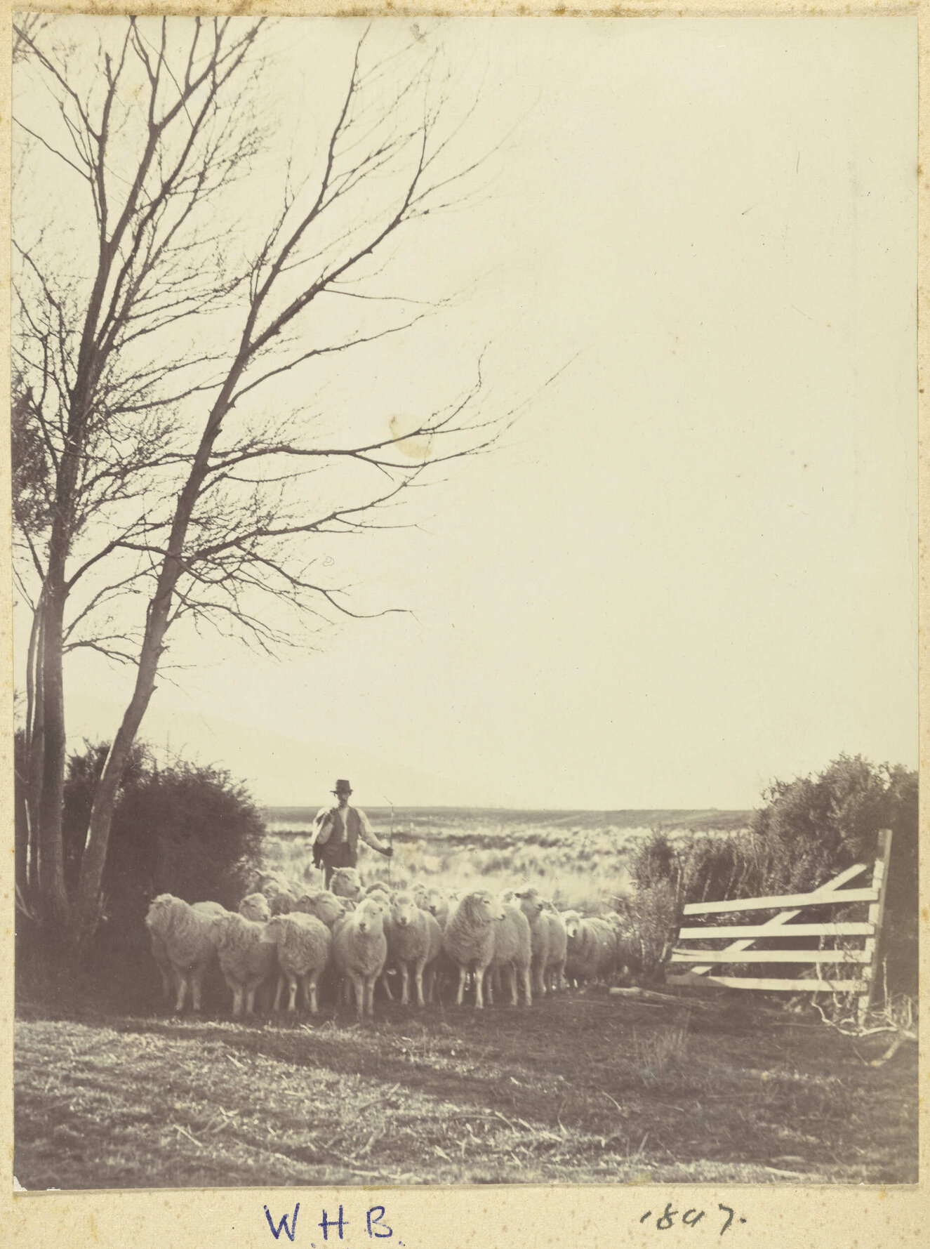 Farmer with sheep