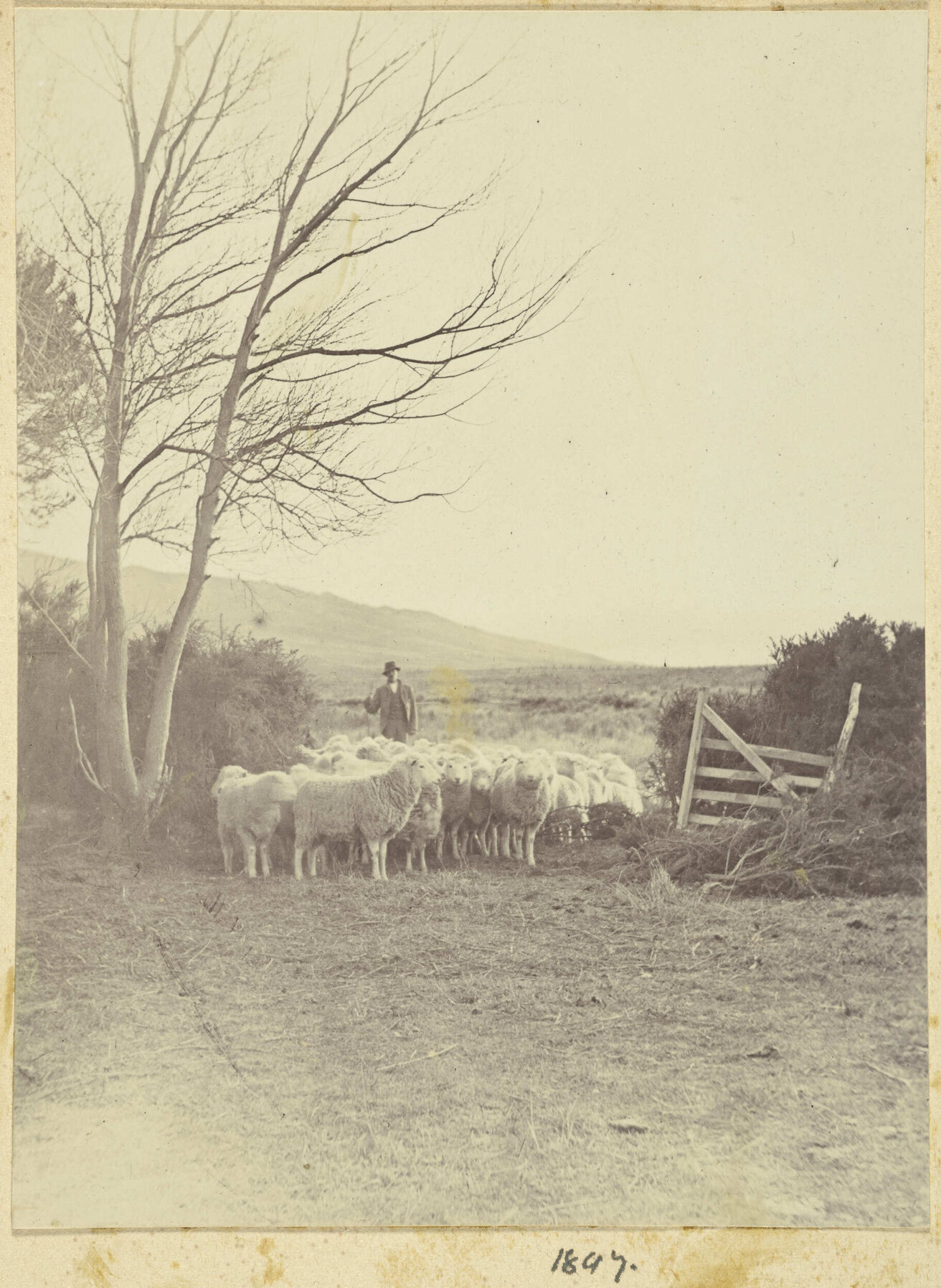 Farmer with sheep