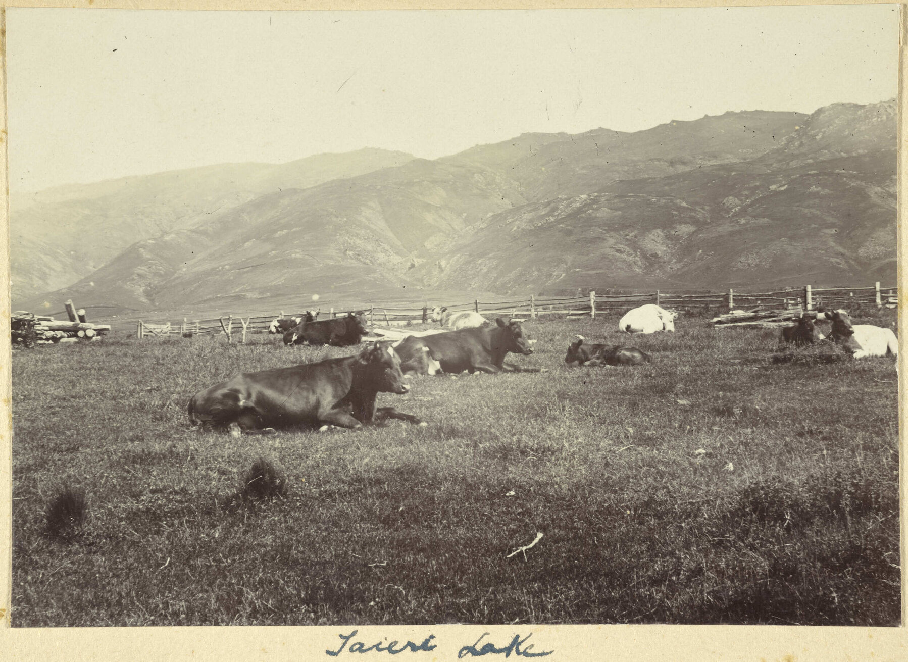 Cattle, Taieri Lake Station