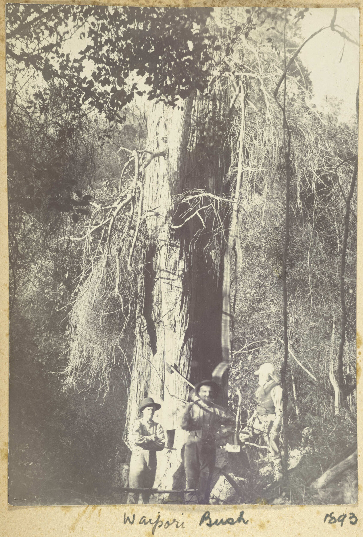 Waipori Bush