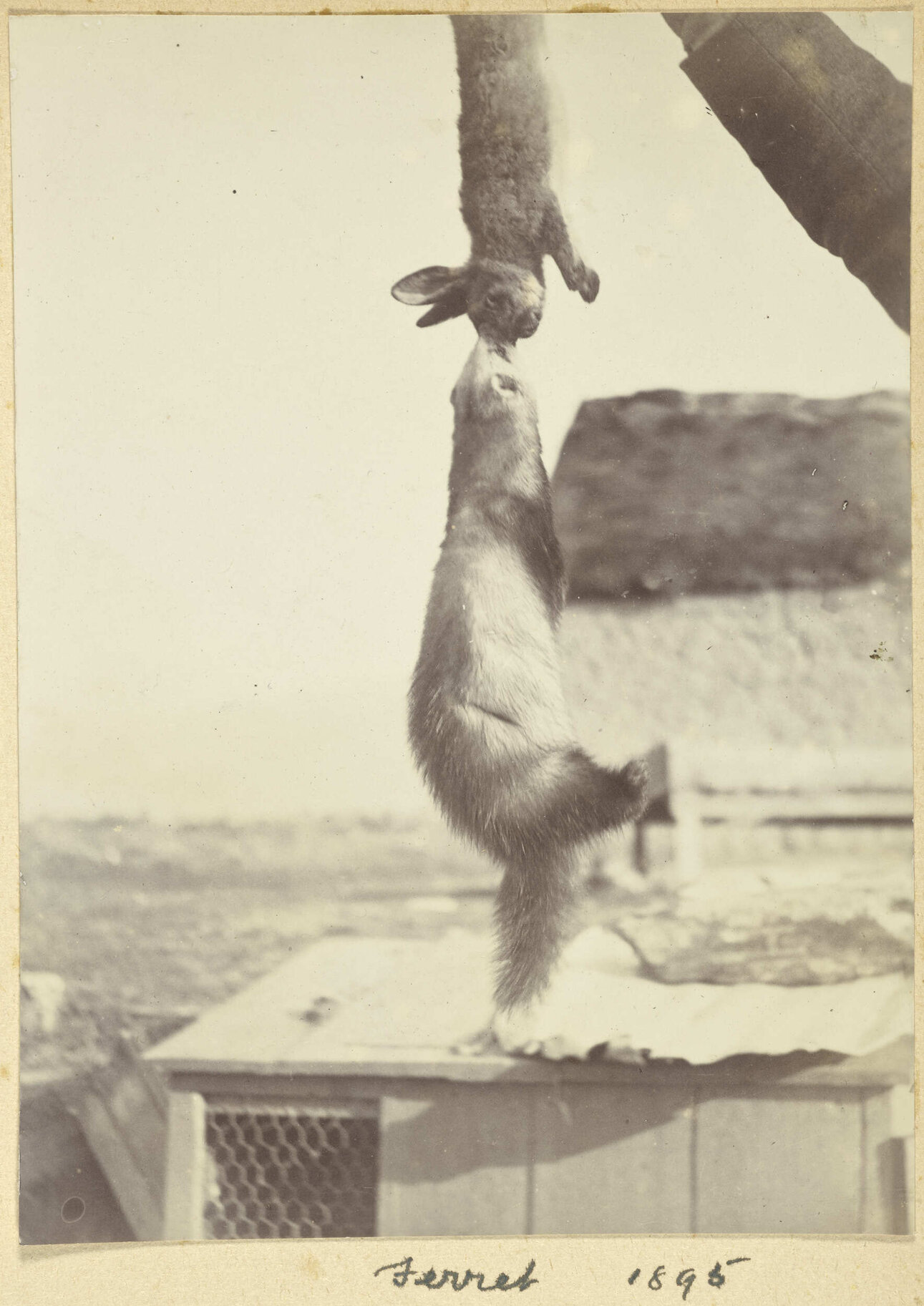 Ferret