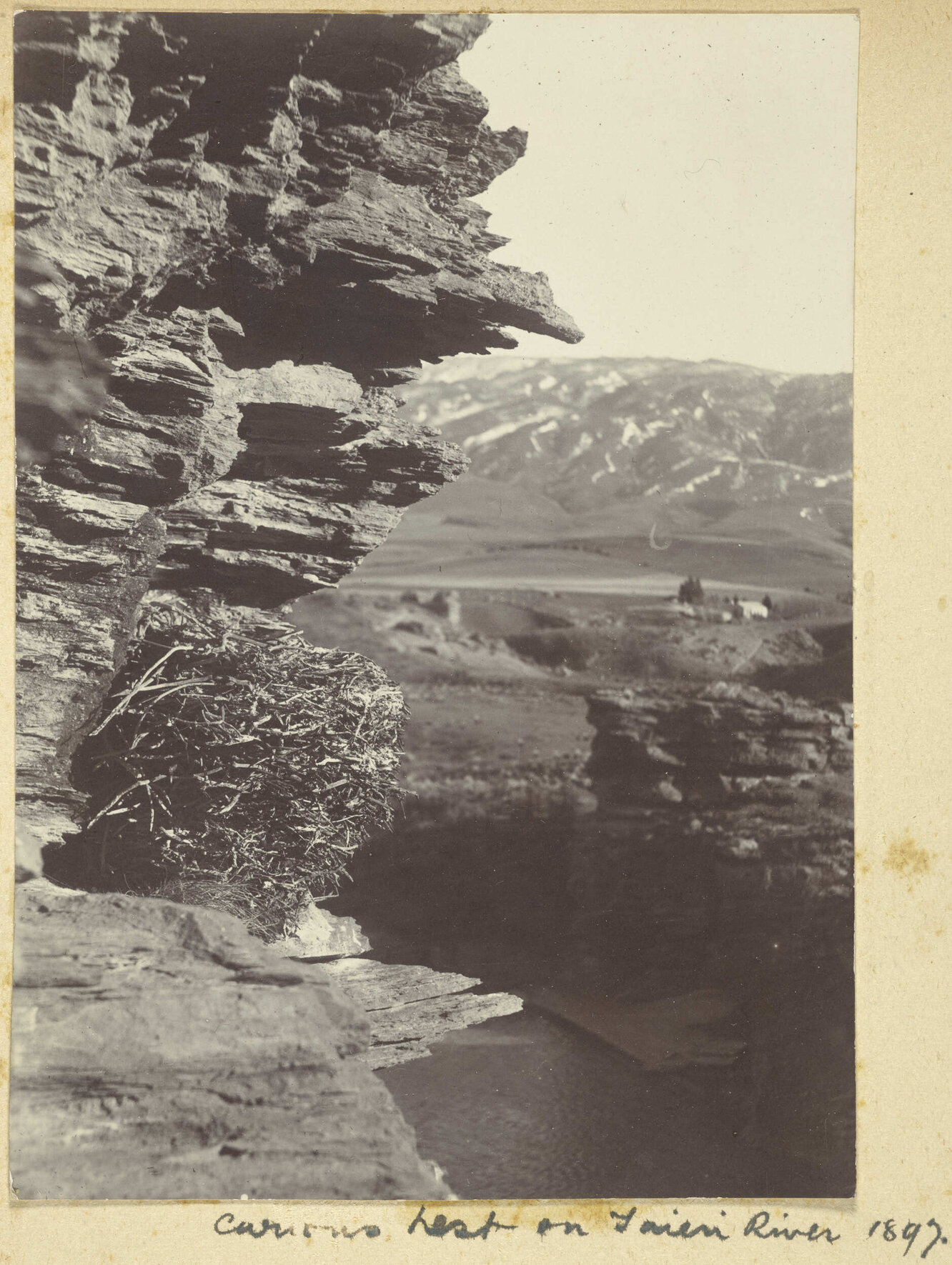 Curious nest on Taieri River