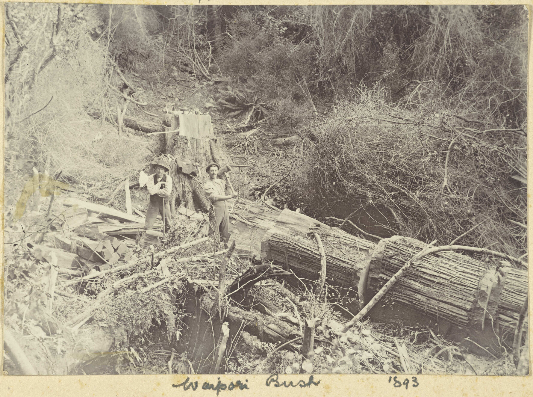 Waipori Bush