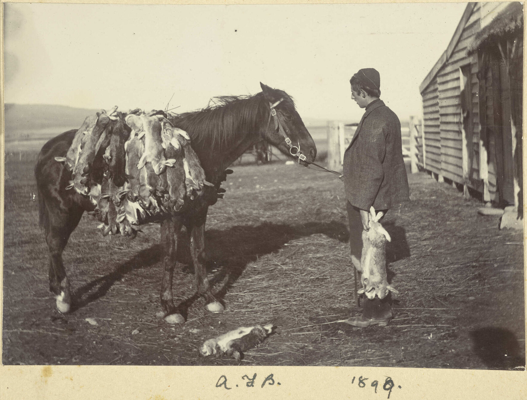 Alfred Buckland and horse with dead rabbits