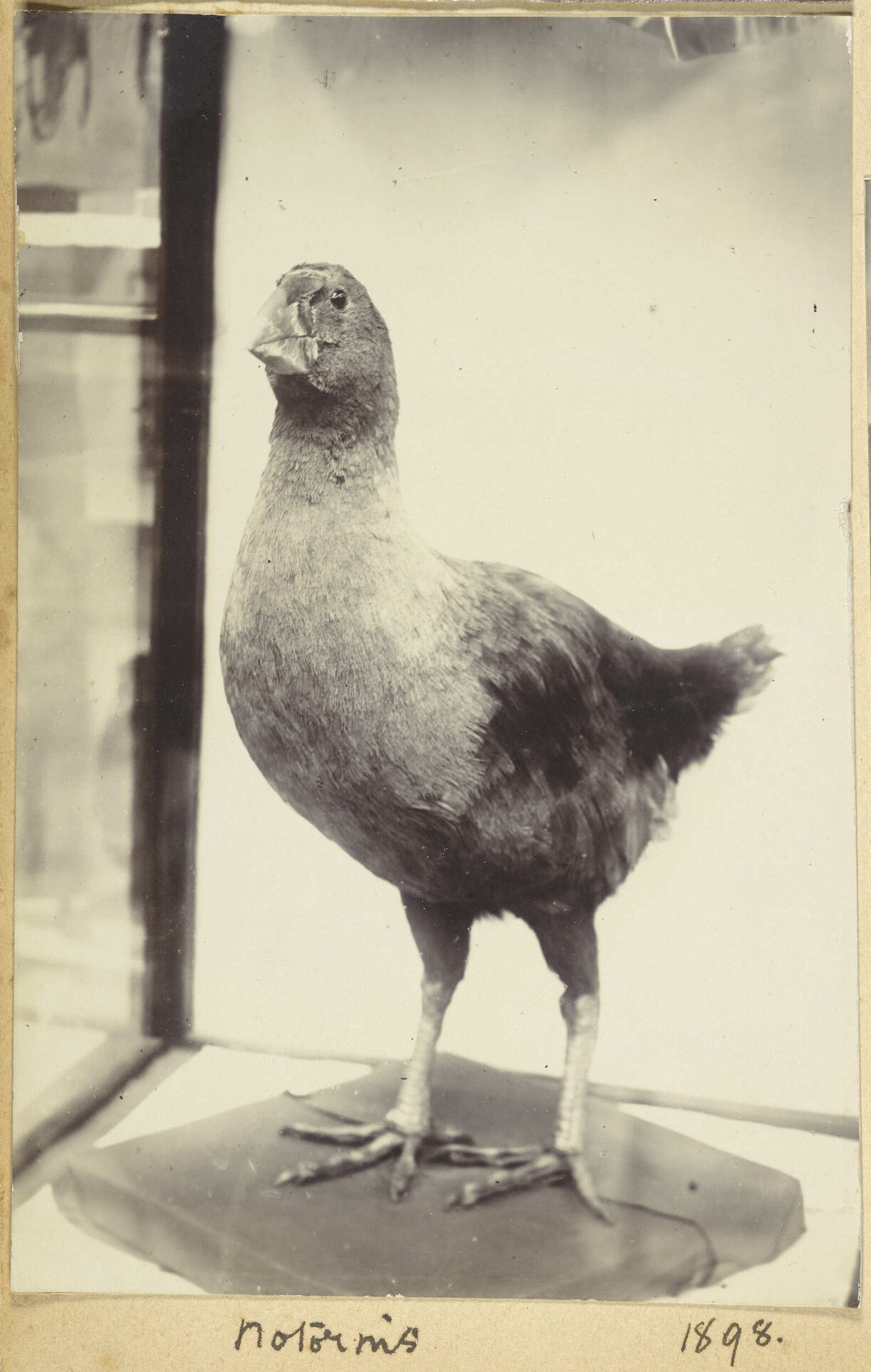 Notornis