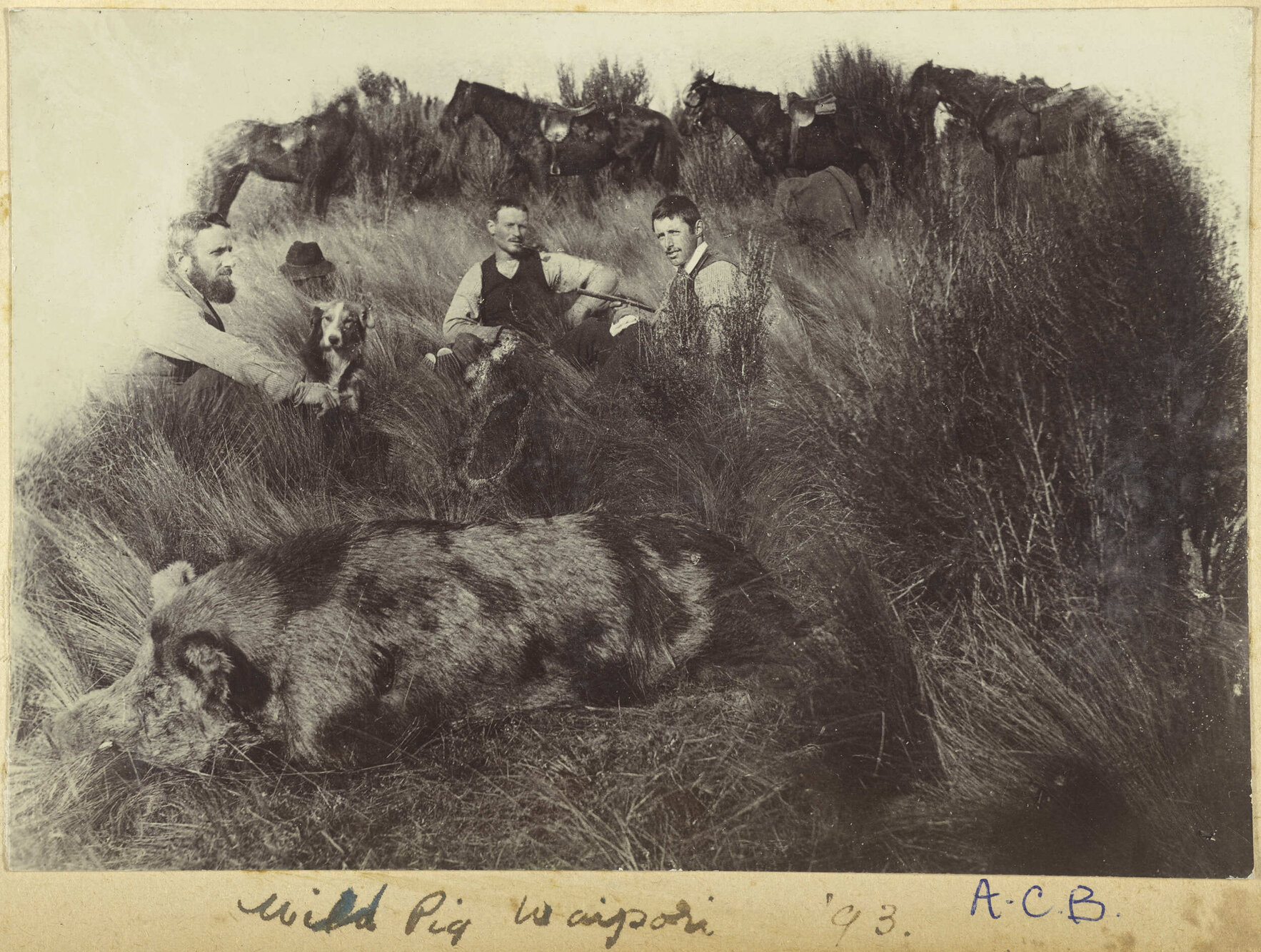 Wild pig, Waipori
