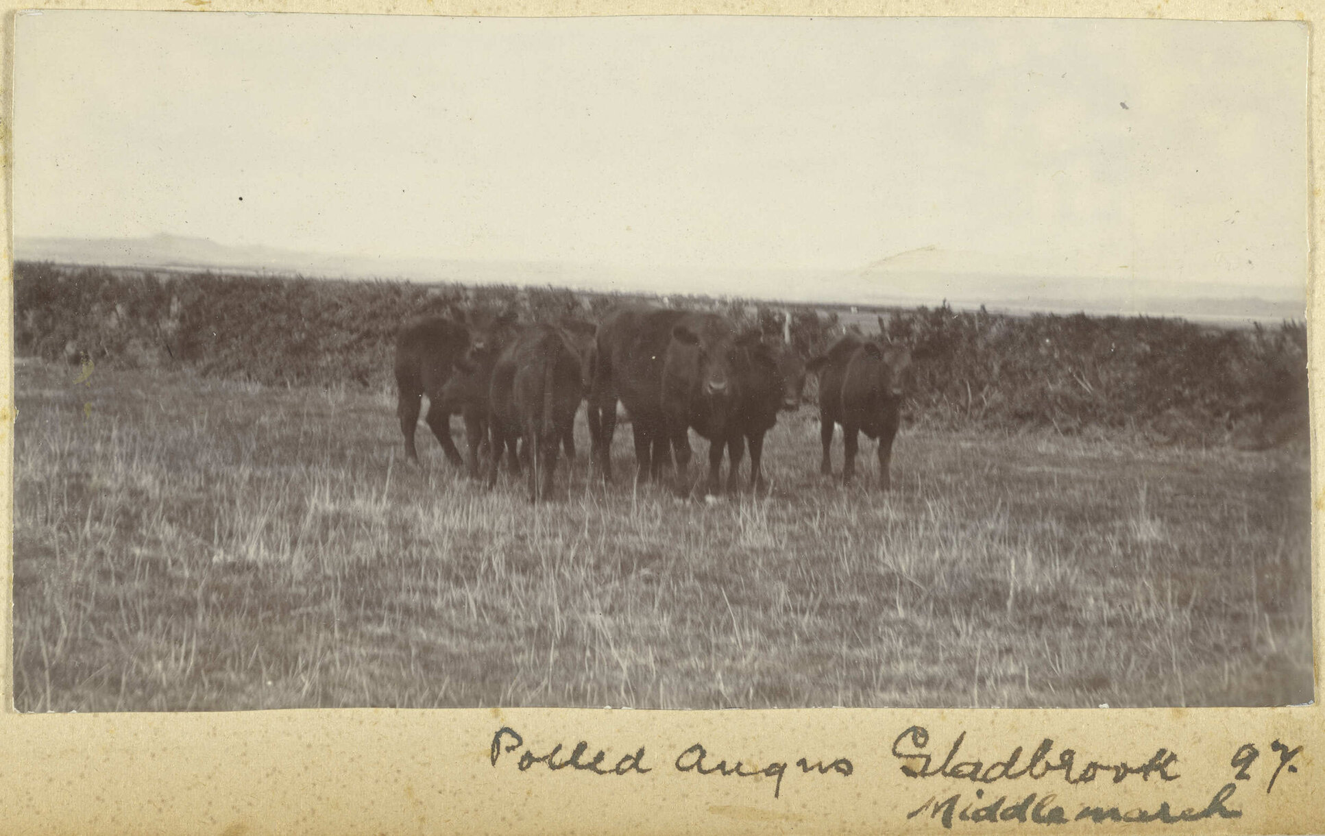 Polled angus, Gladbrook, Middlemarch