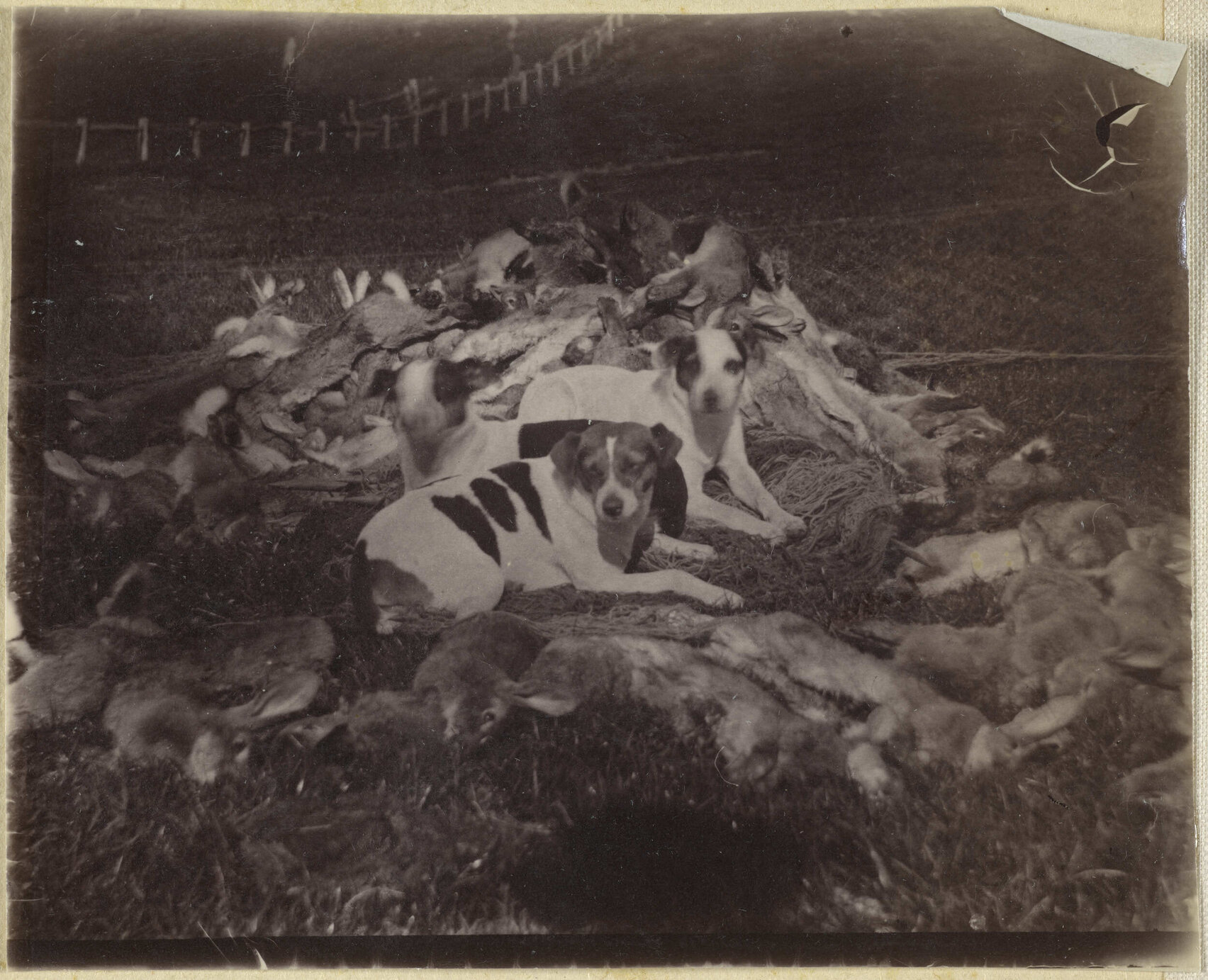 Dogs with dead rabbits